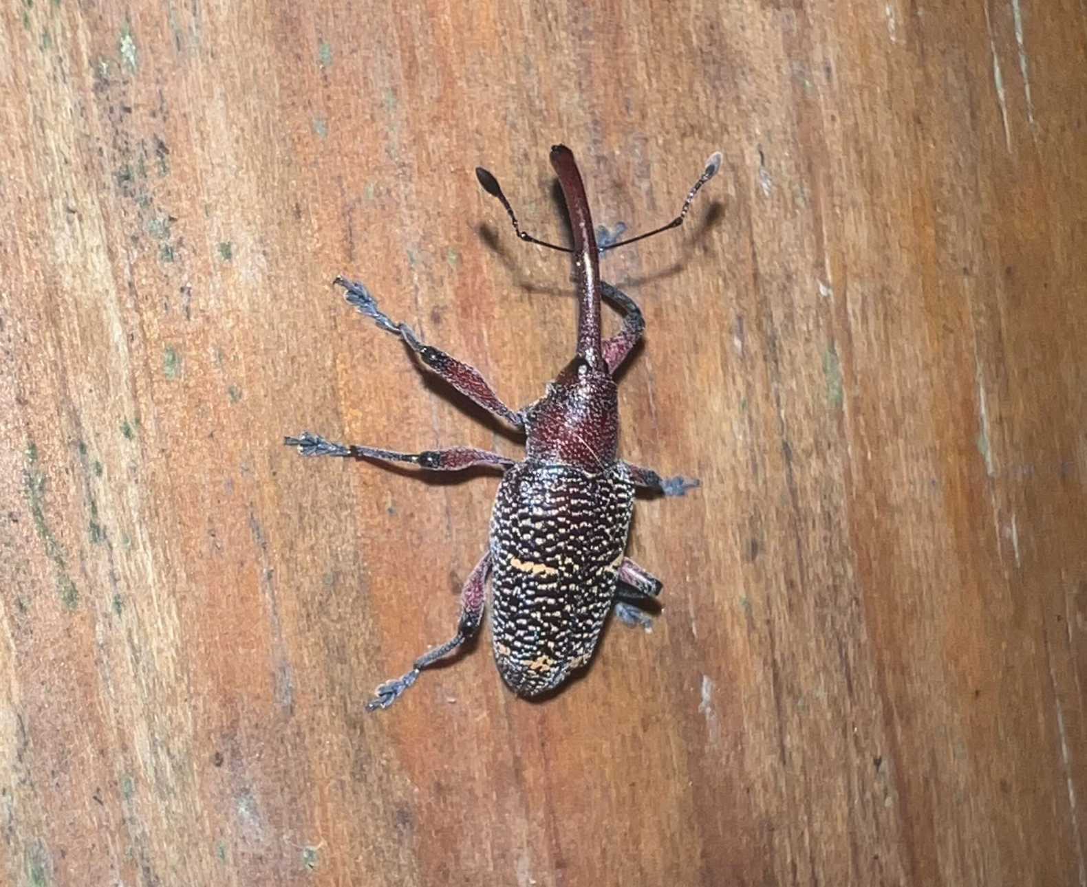 Heilipus lauri
