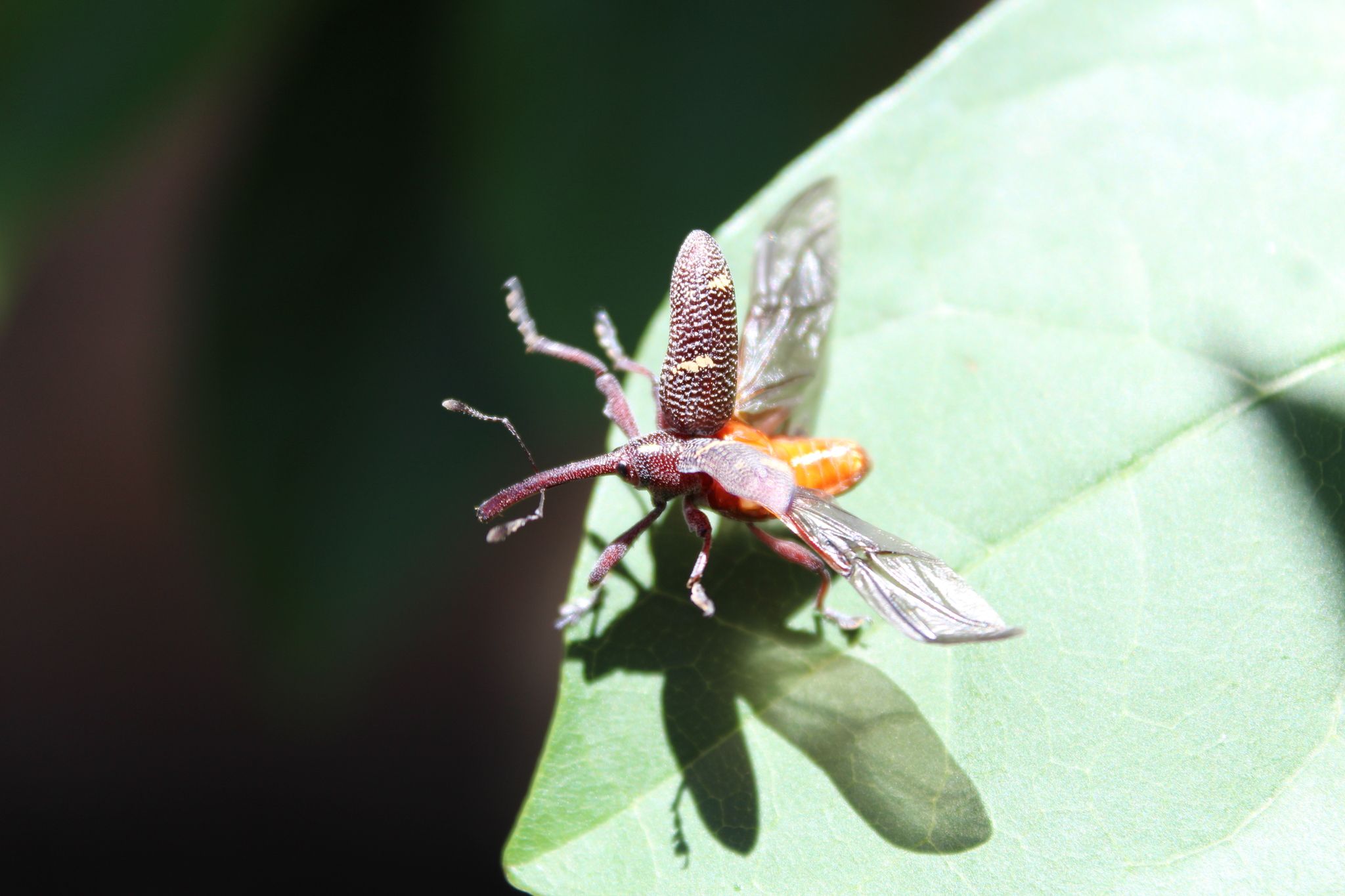 Heilipus lauri