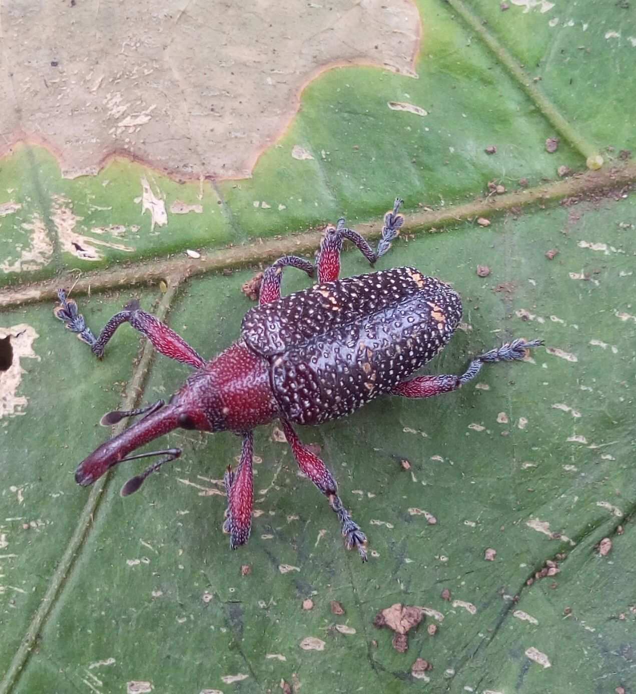 Heilipus lauri
