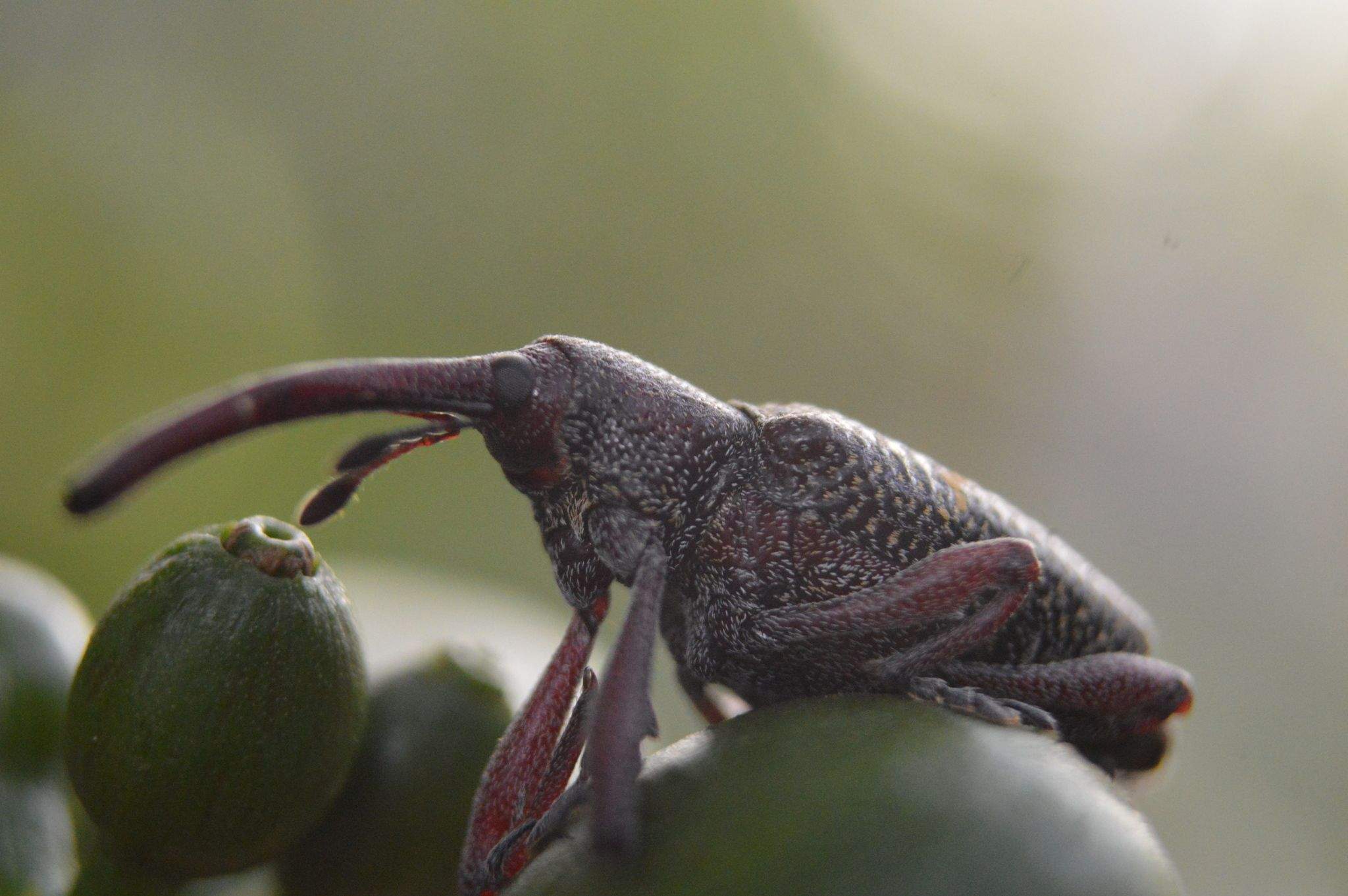Heilipus lauri