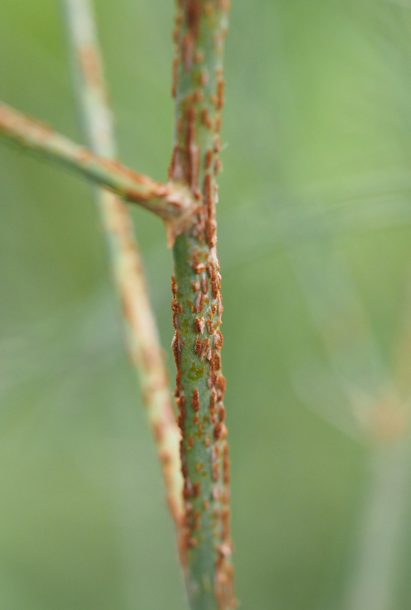 Puccinia asparagi