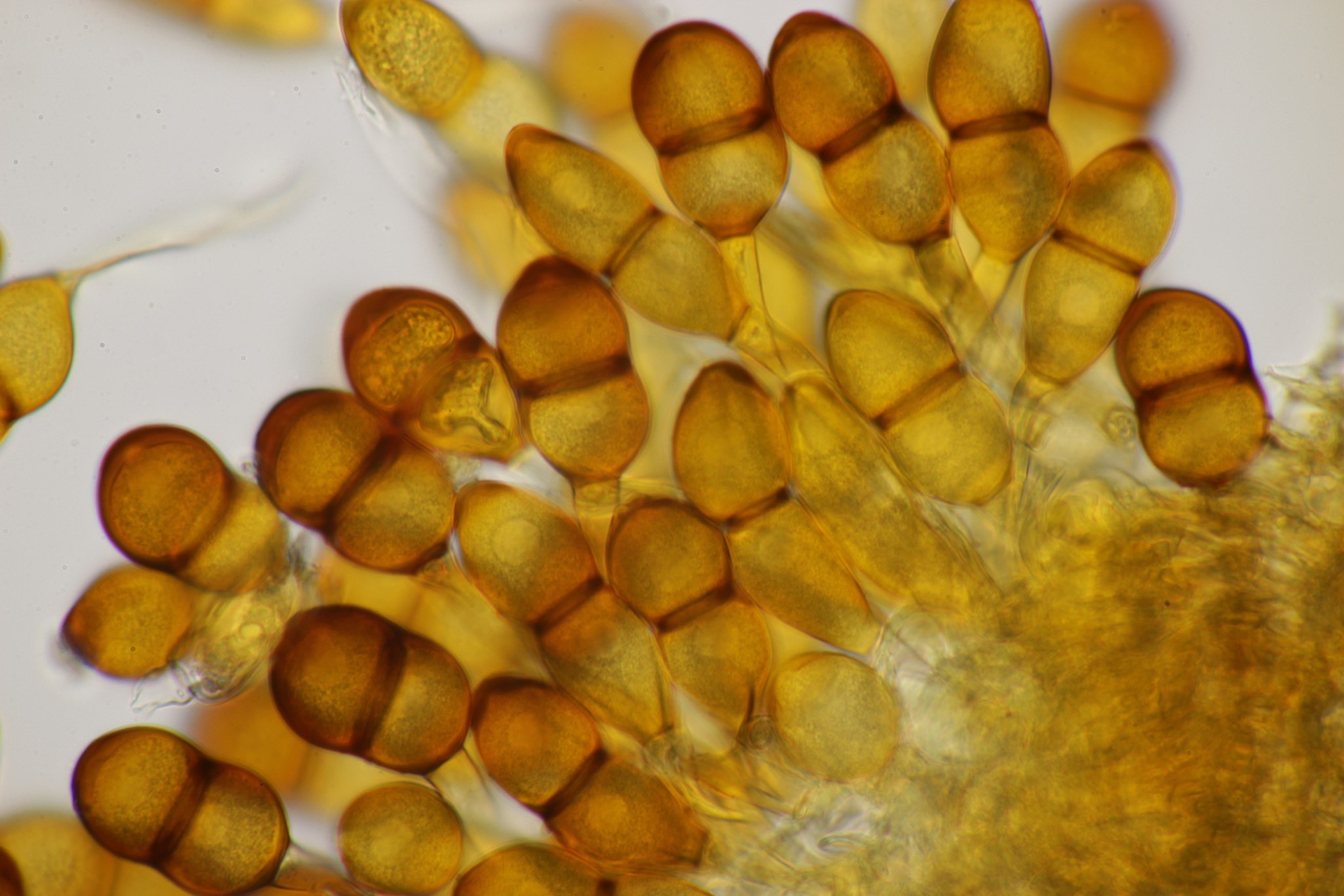 Puccinia asparagi