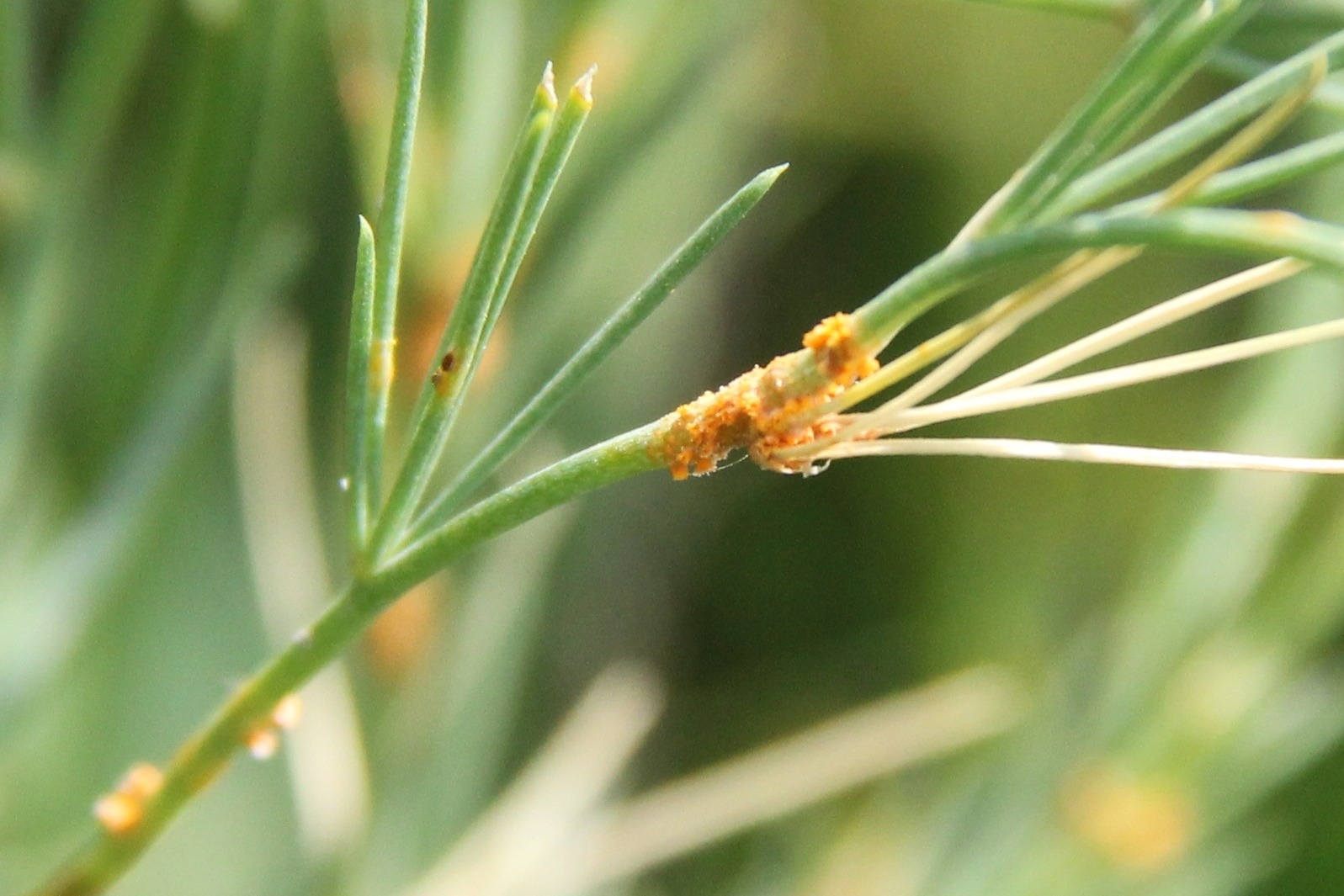 Puccinia asparagi