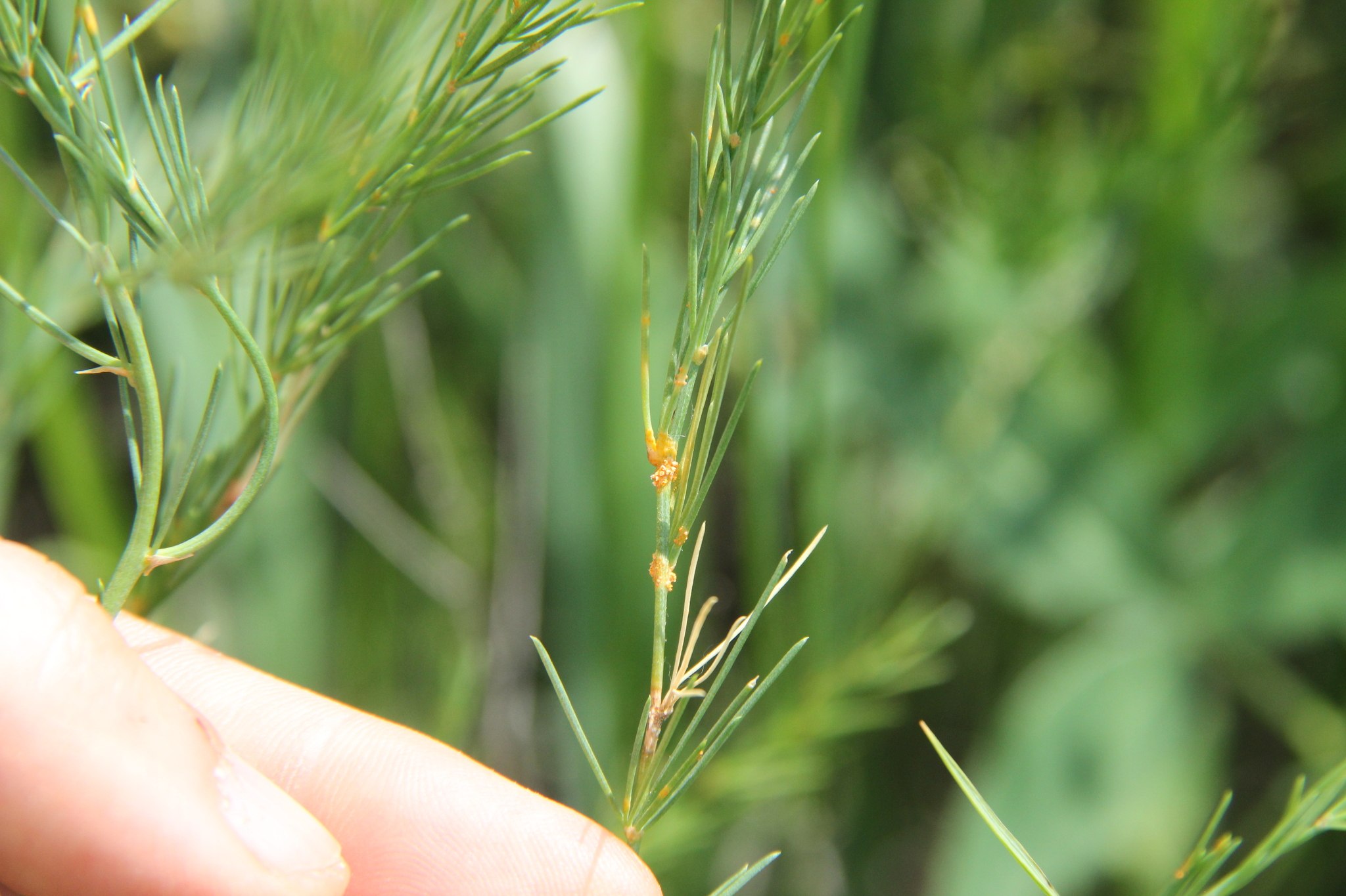 Puccinia asparagi