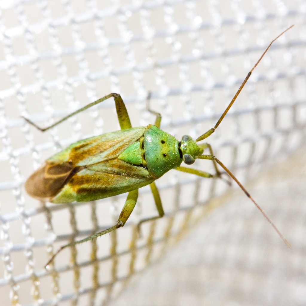 Closterotomus