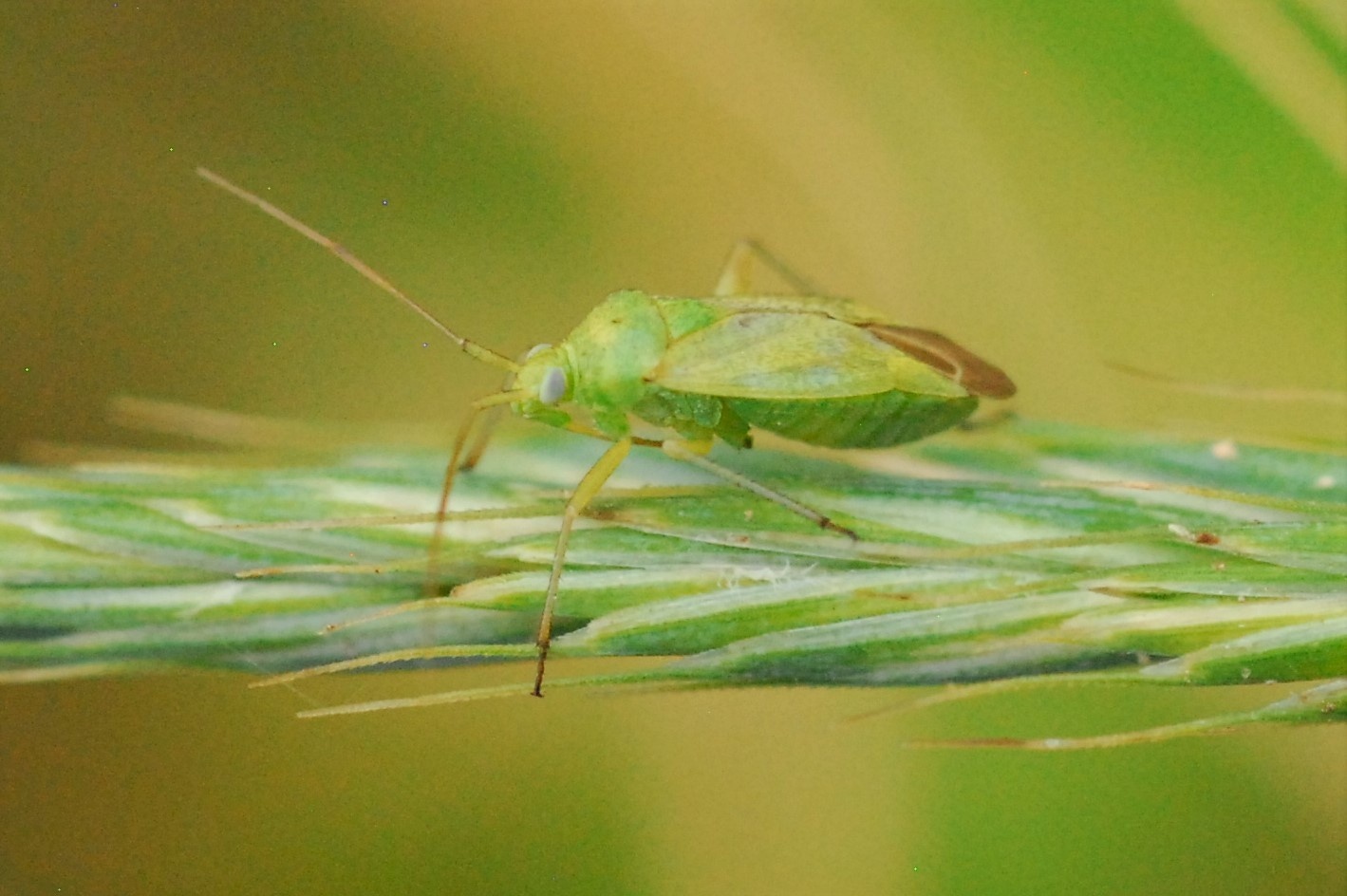 Closterotomus