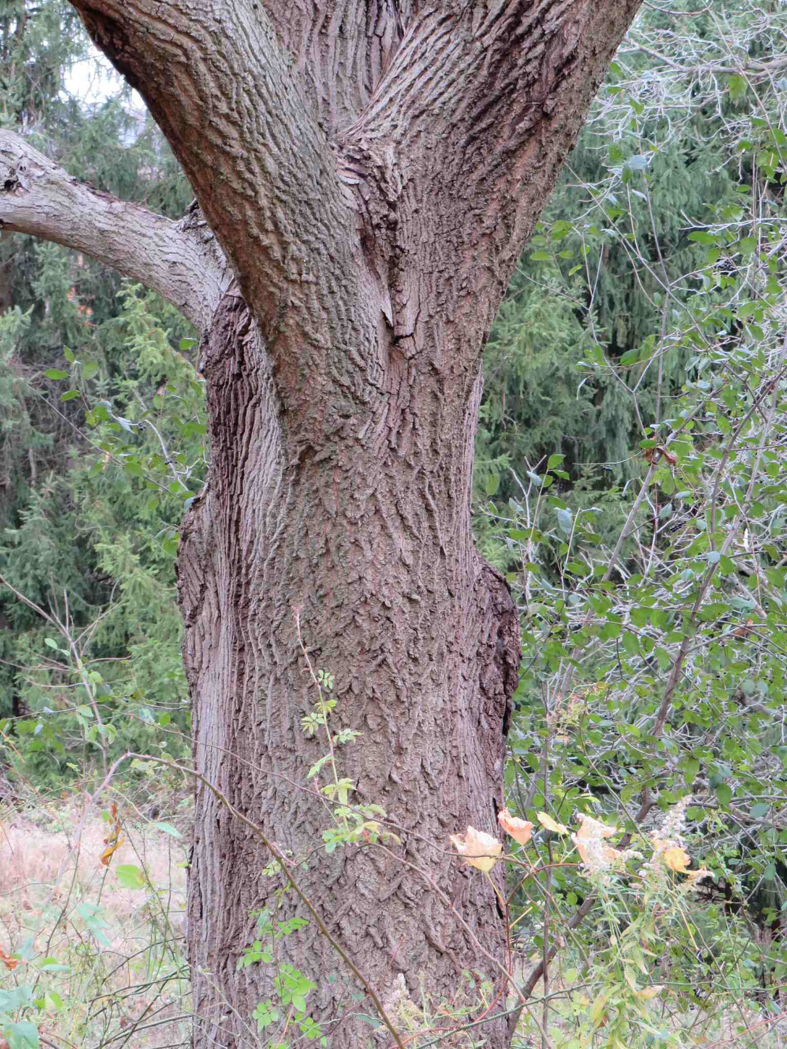Ophiognomonia clavigignenti-juglandacearum