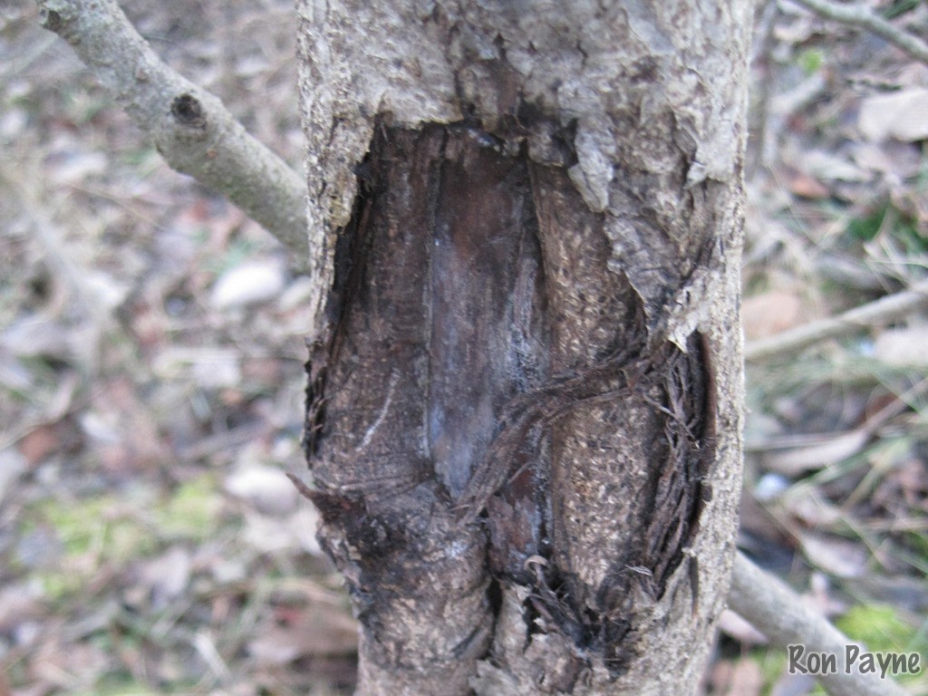 Ophiognomonia clavigignenti-juglandacearum