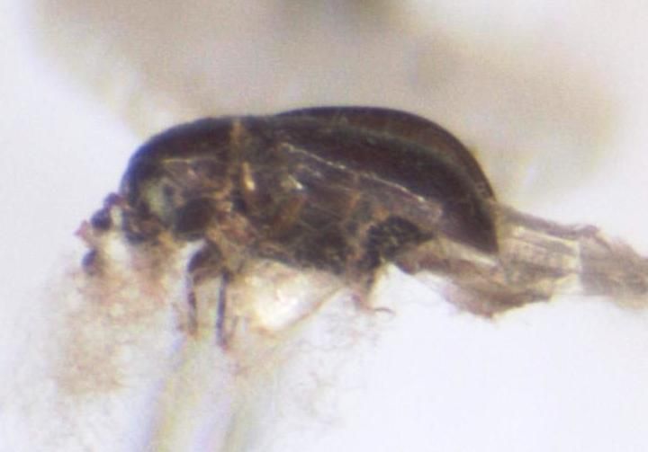 Scolytodes