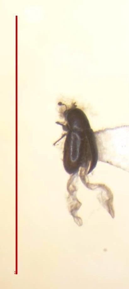 Scolytodes
