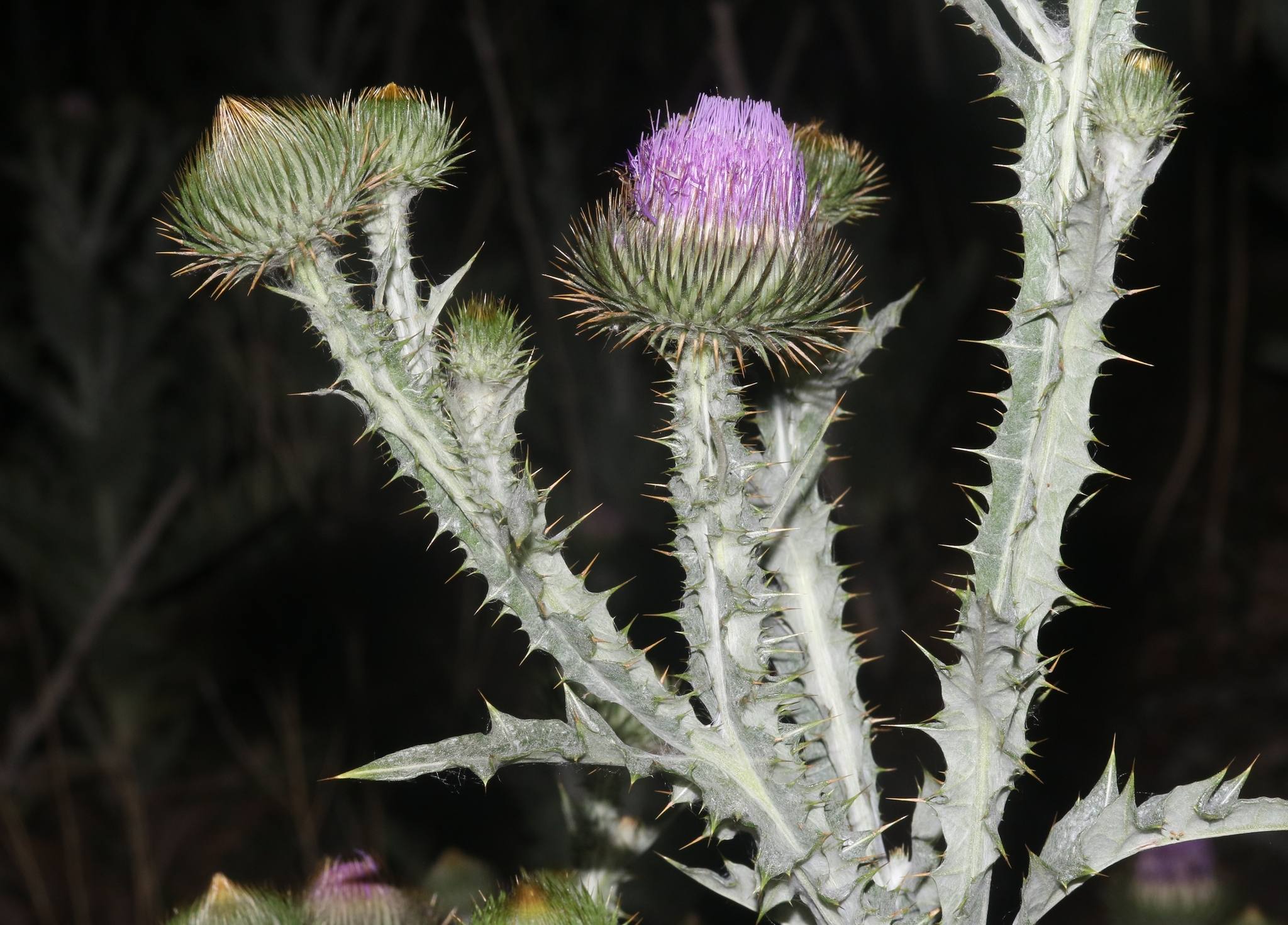 Onopordum acanthium