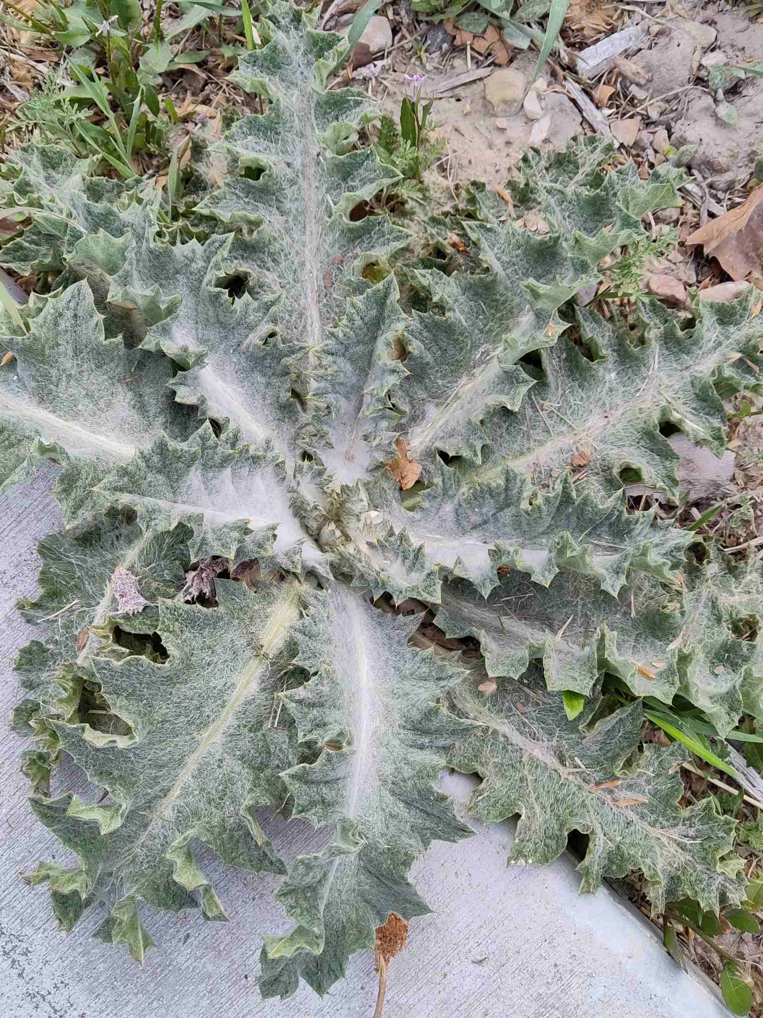 Onopordum acanthium