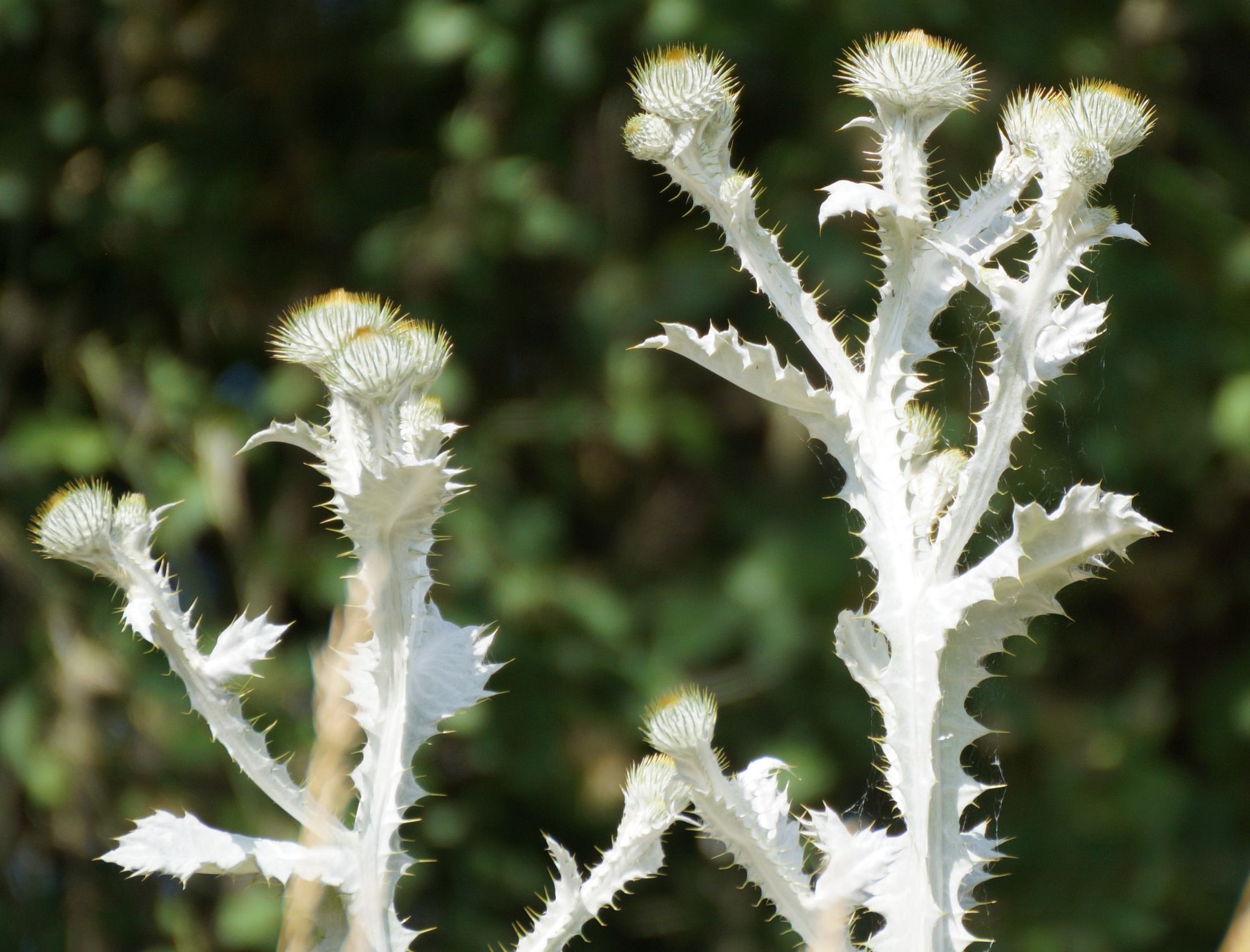 Onopordum acanthium