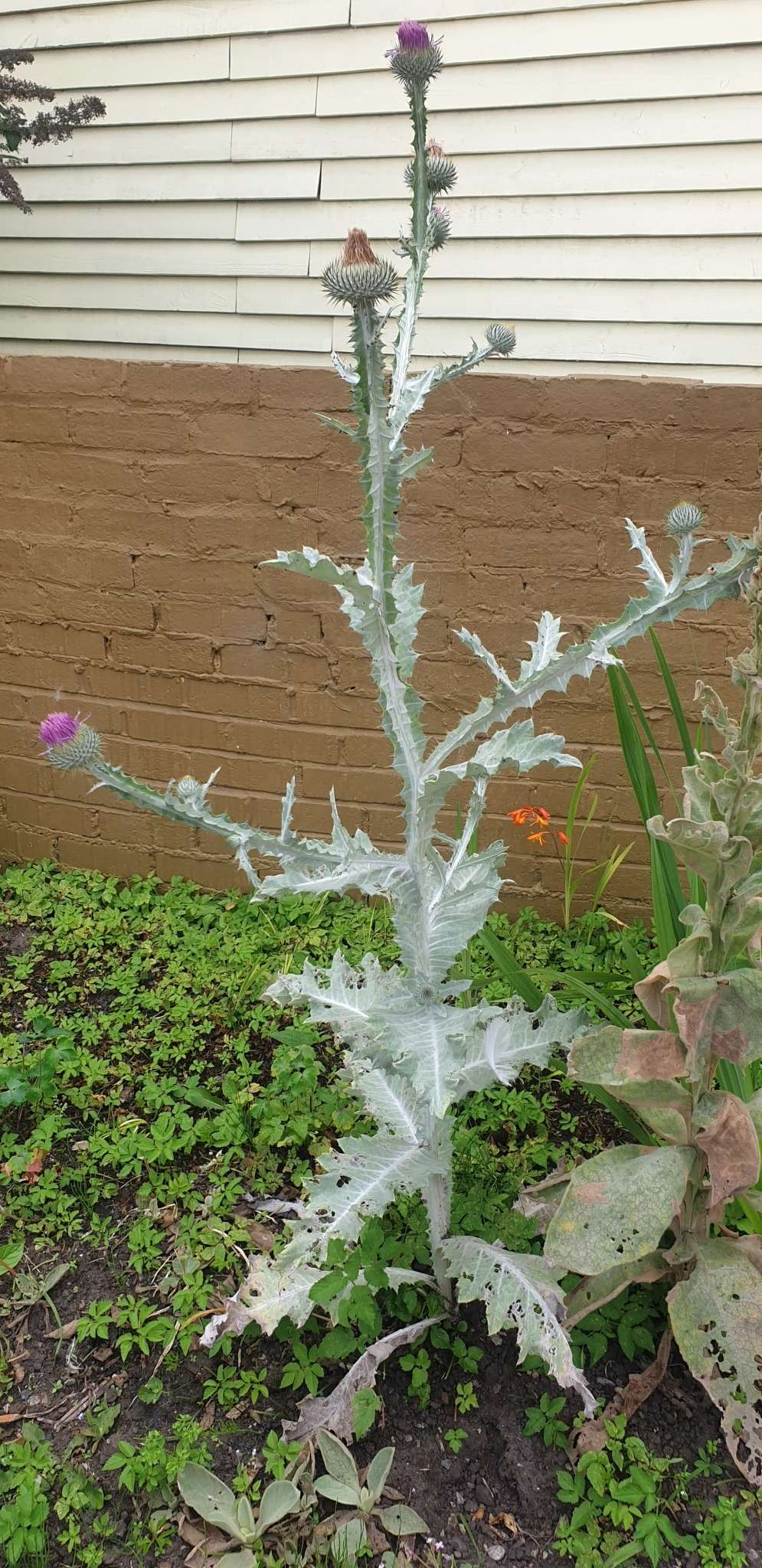 Onopordum acanthium