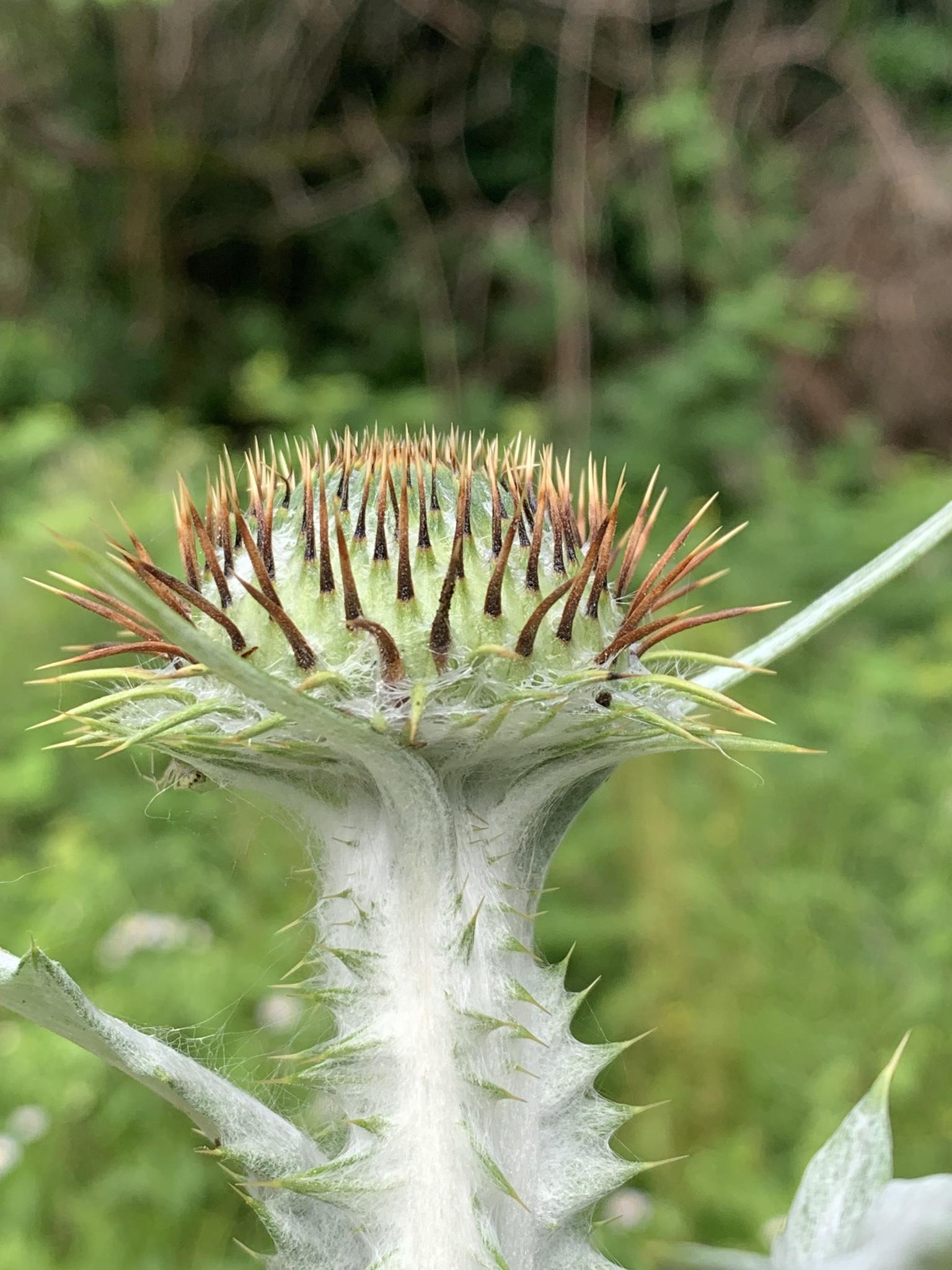 Onopordum acanthium