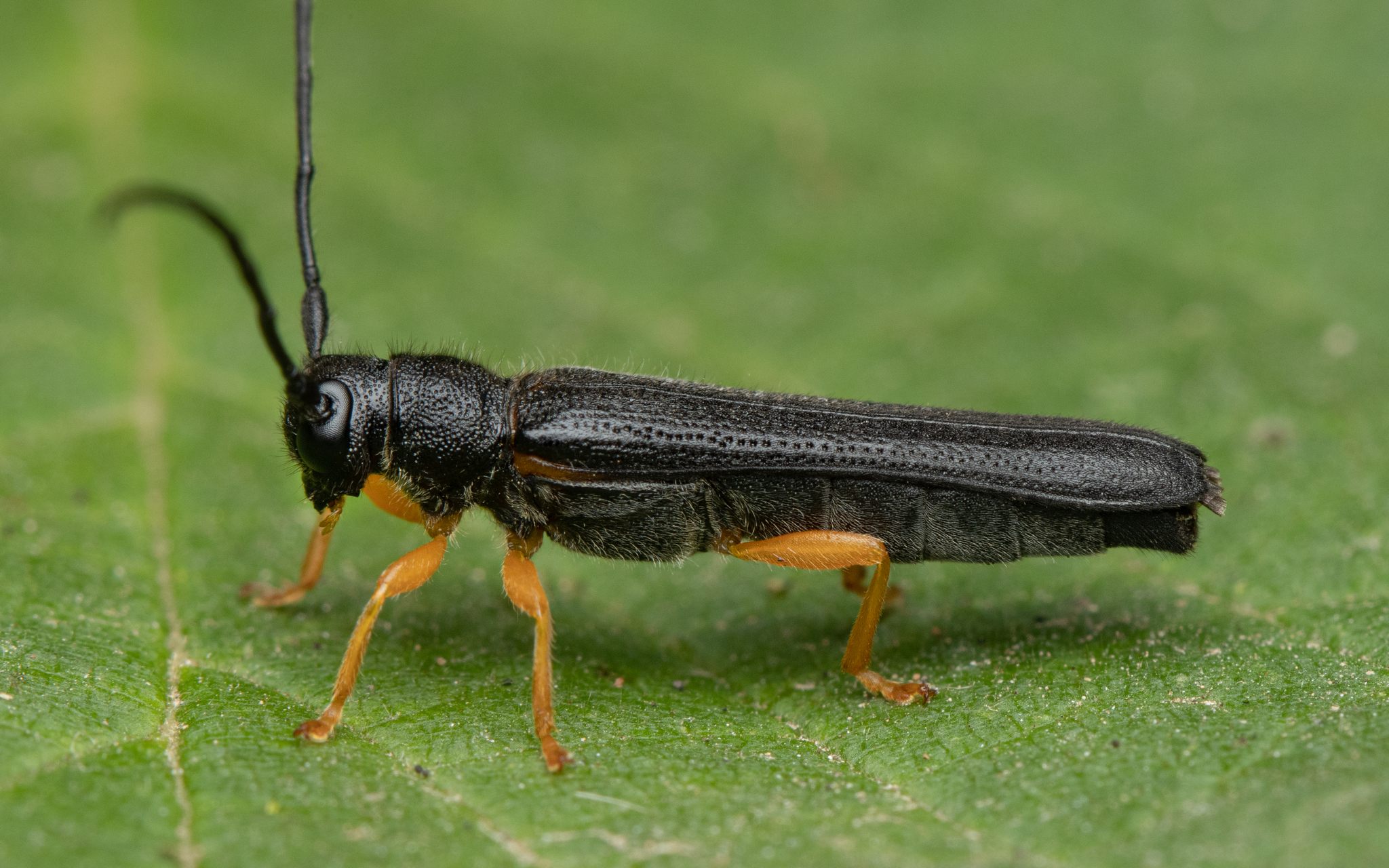 Oberea linearis