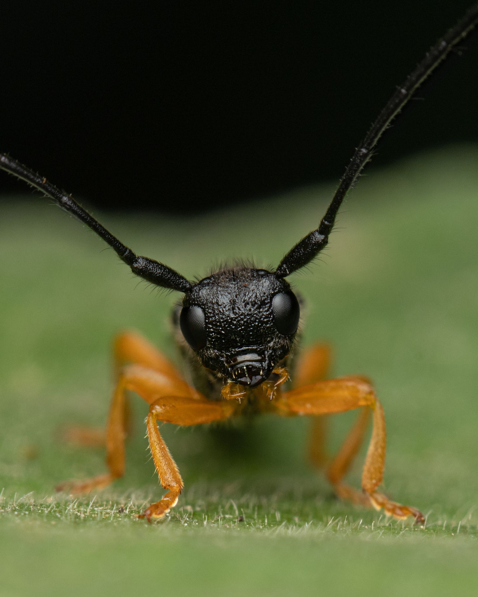 Oberea linearis