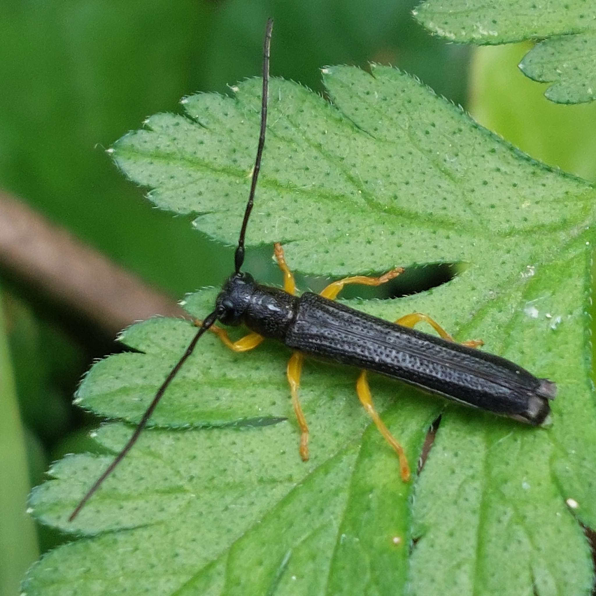 Oberea linearis
