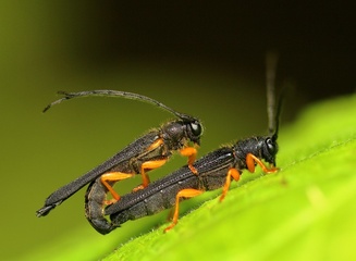 Oberea linearis