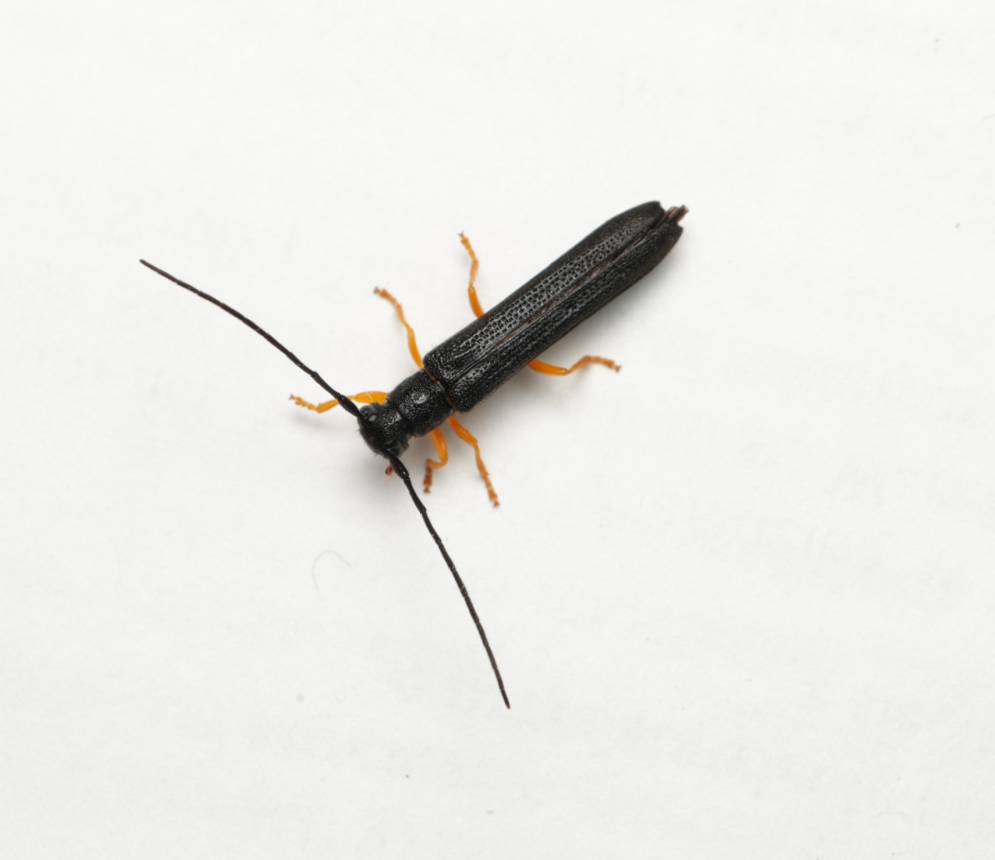 Oberea linearis