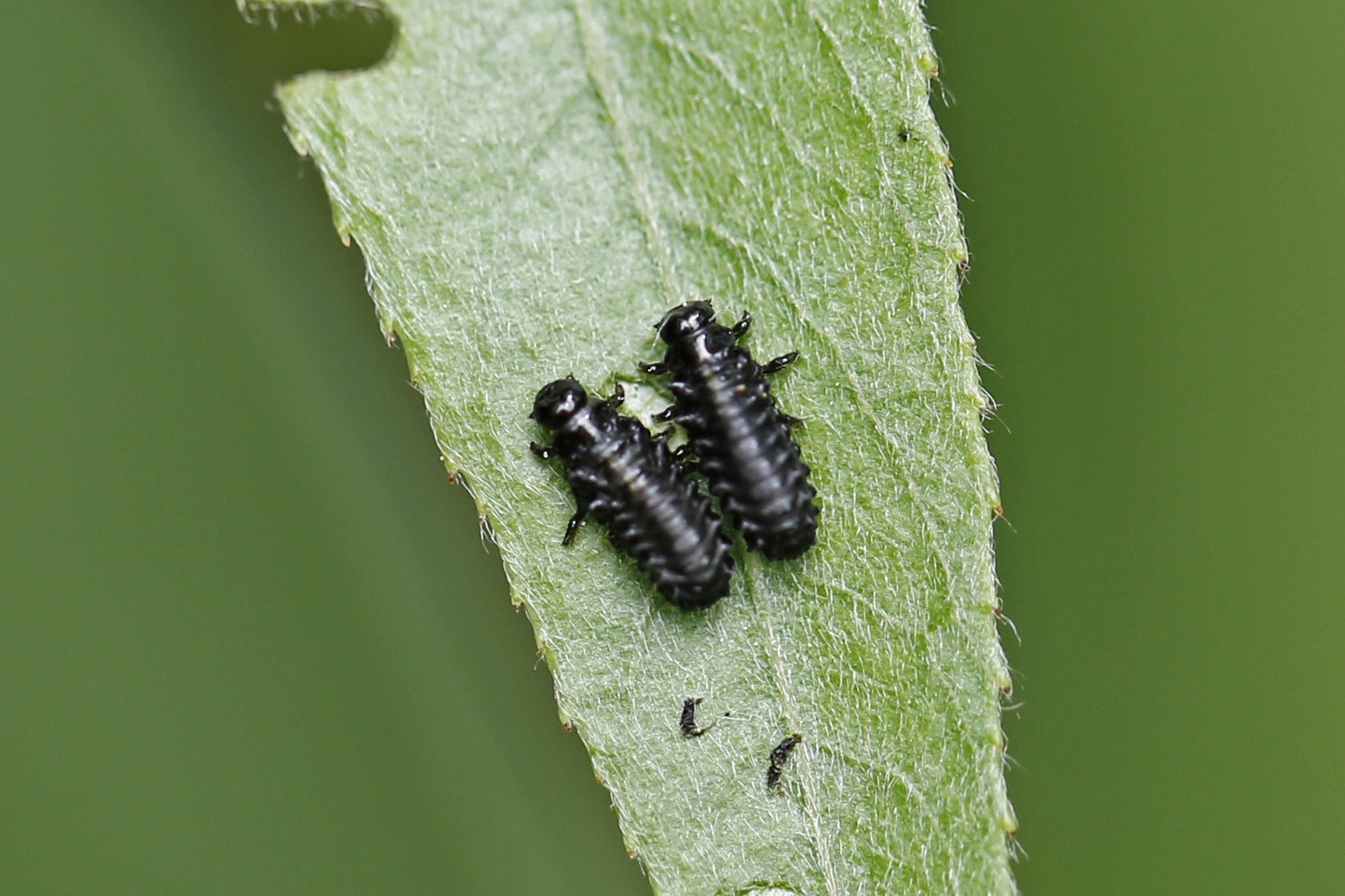 Plagiodera versicolora