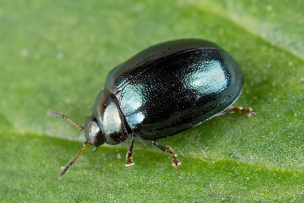 Plagiodera versicolora