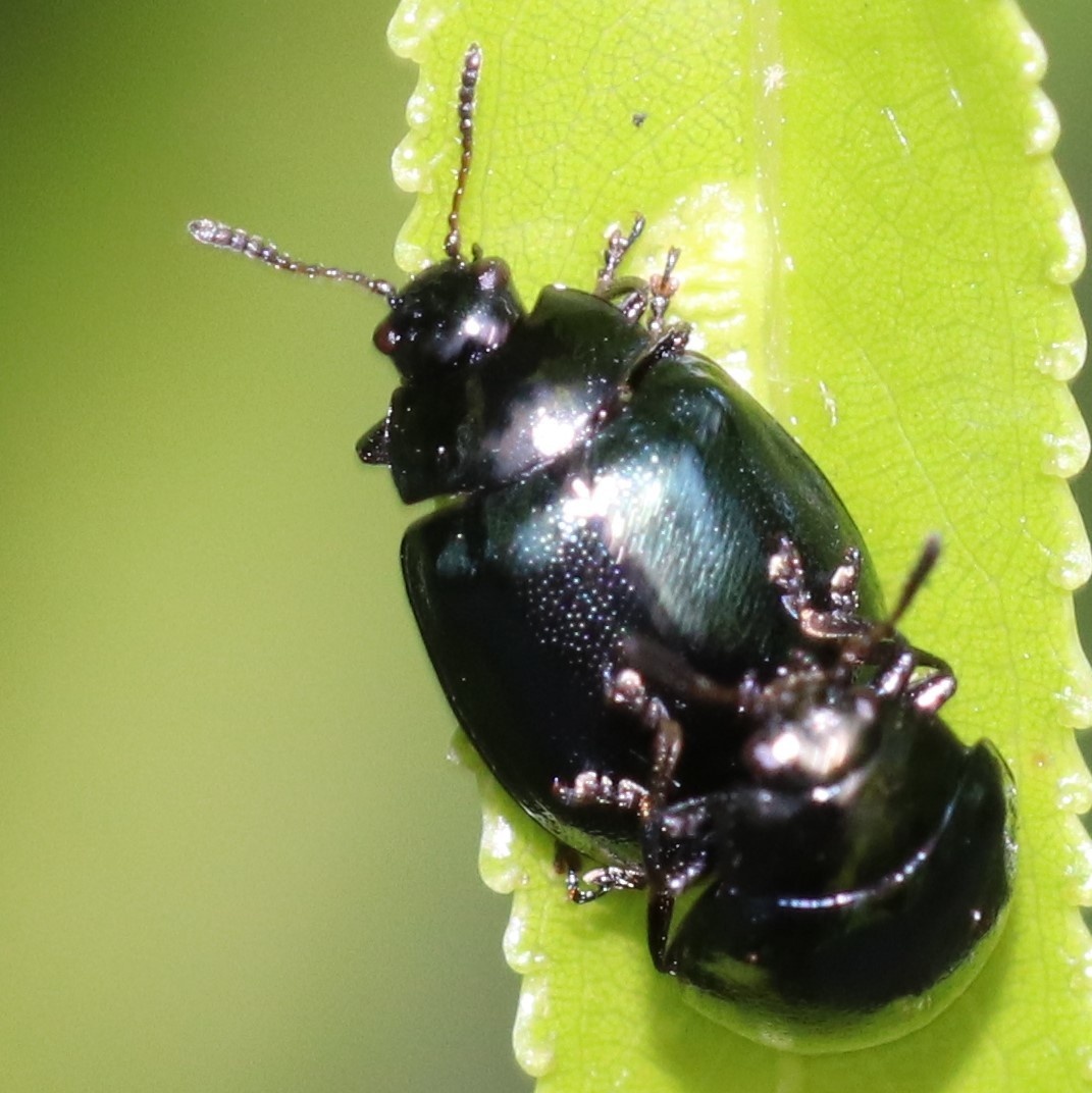Plagiodera versicolora