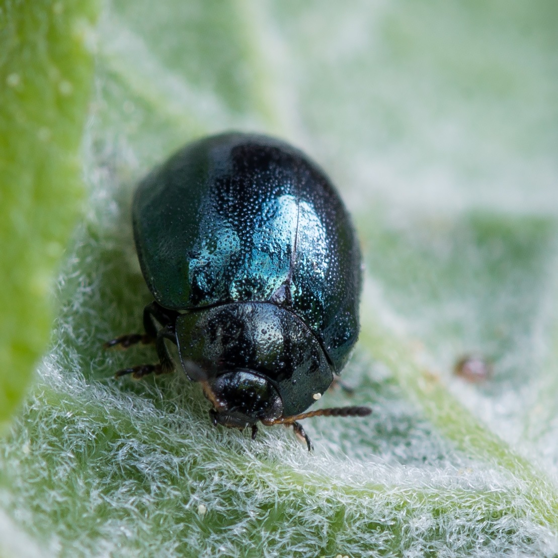Plagiodera versicolora