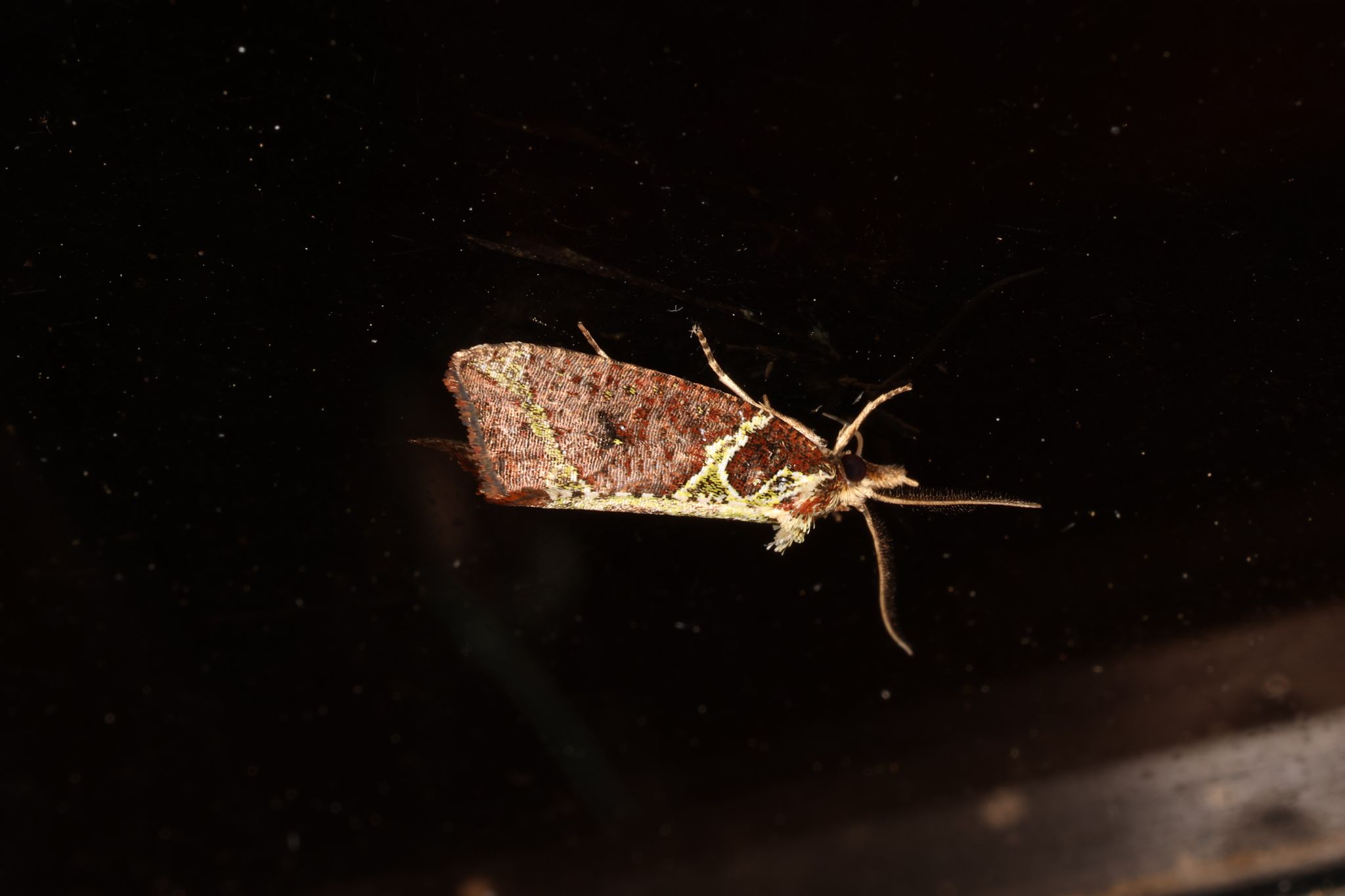 Seticosta