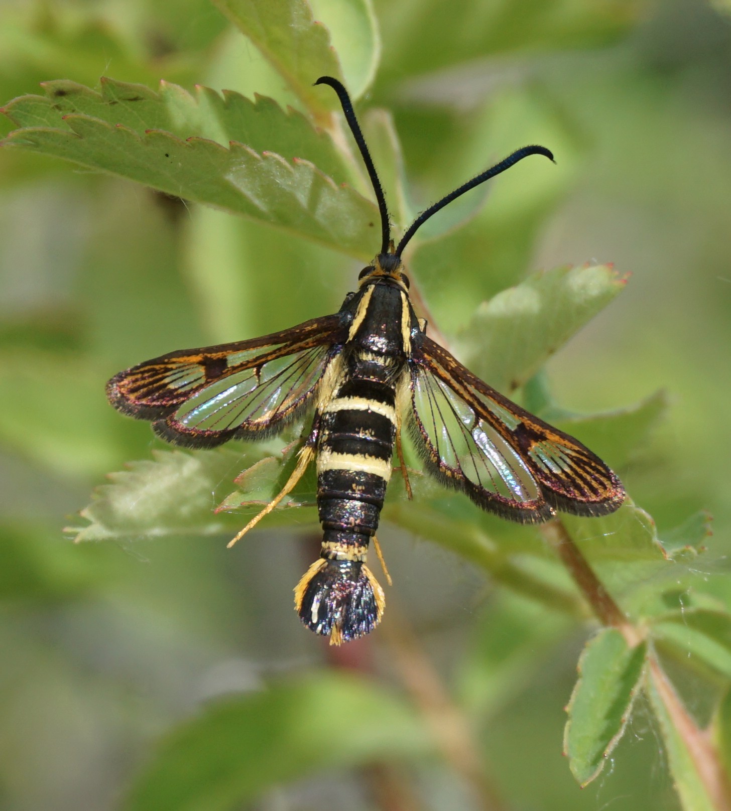 Synanthedon bibionipennis