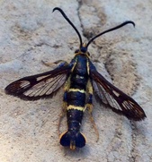 Synanthedon bibionipennis