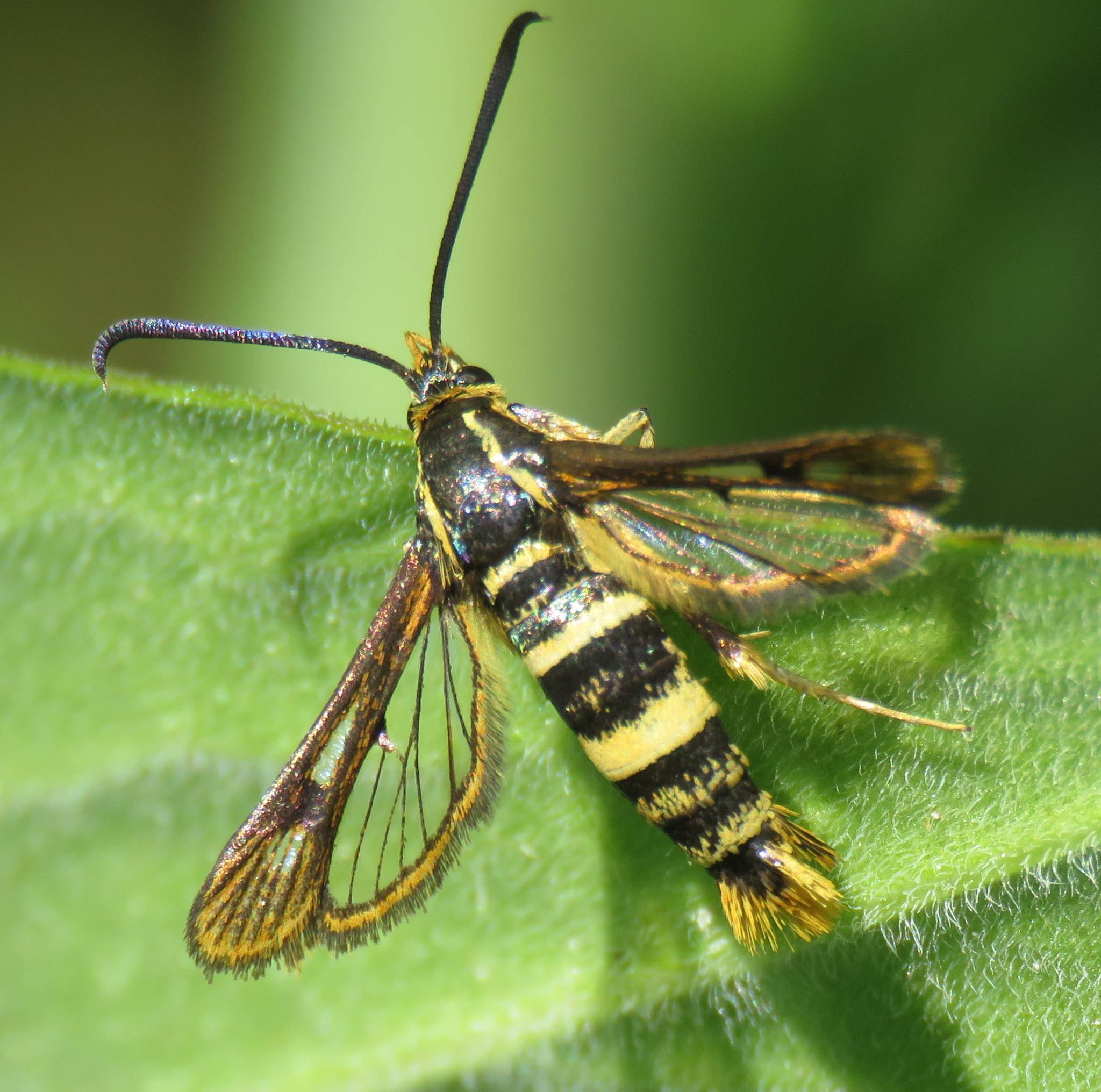 Synanthedon bibionipennis