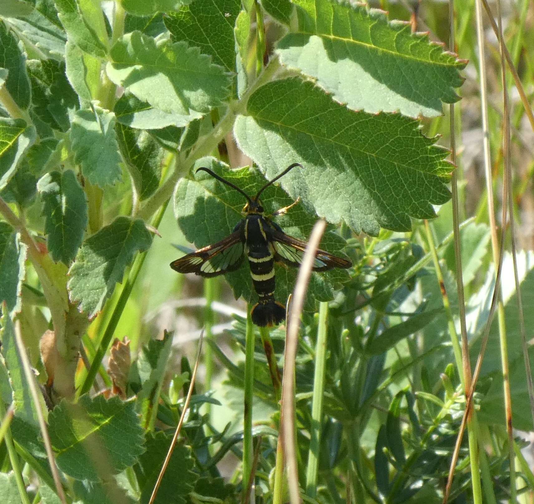 Synanthedon bibionipennis