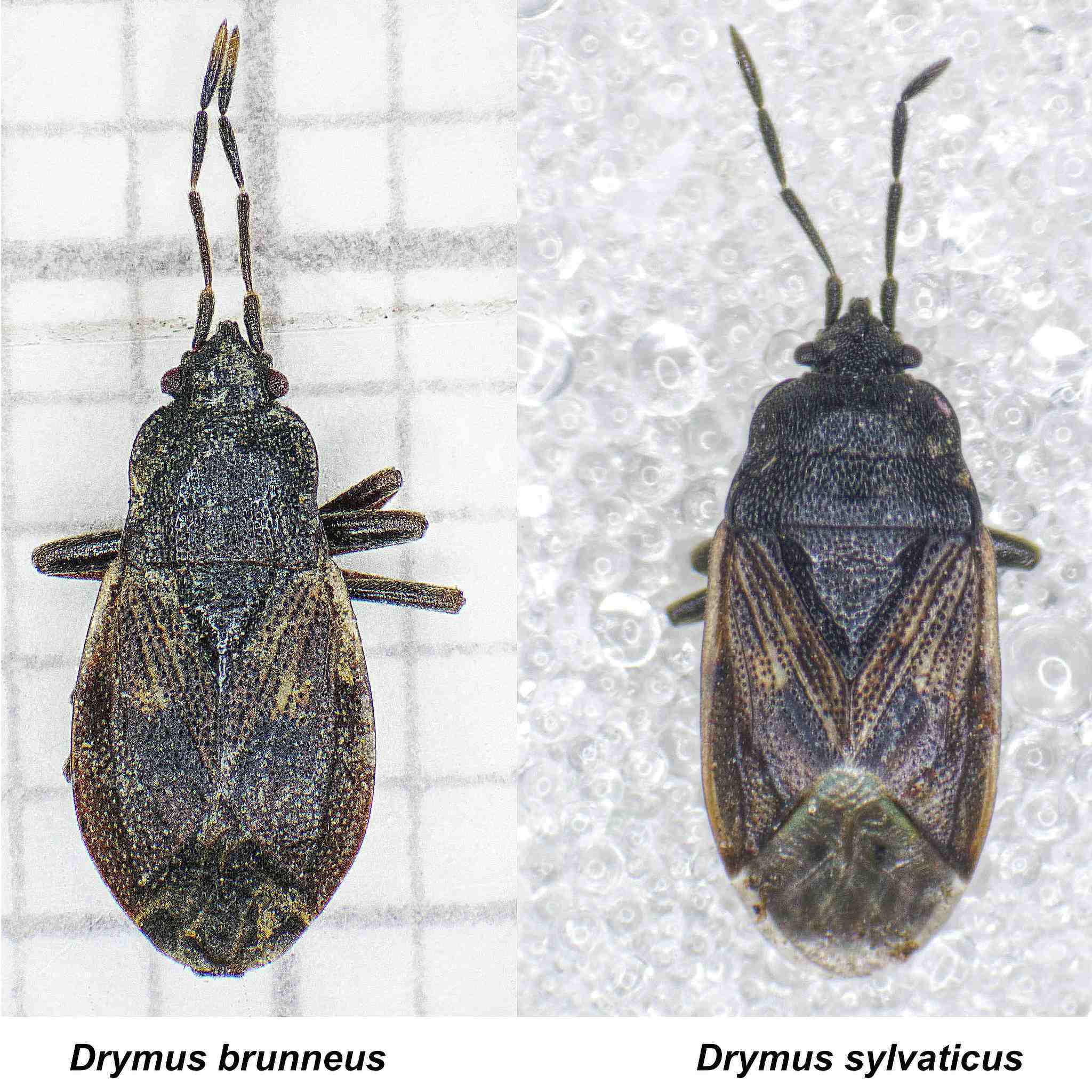 Drymus