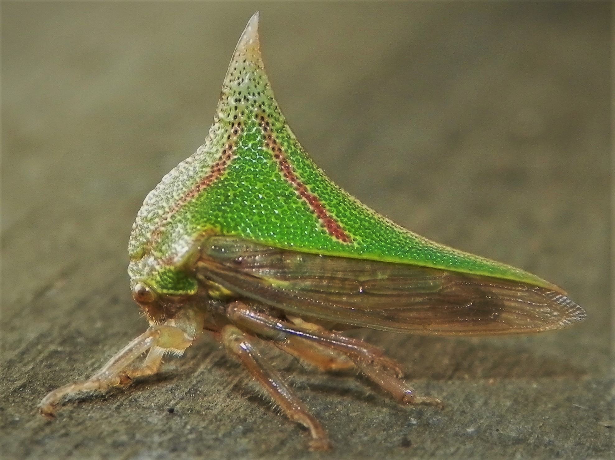 Umbonia spinosa