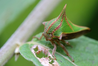 Umbonia spinosa