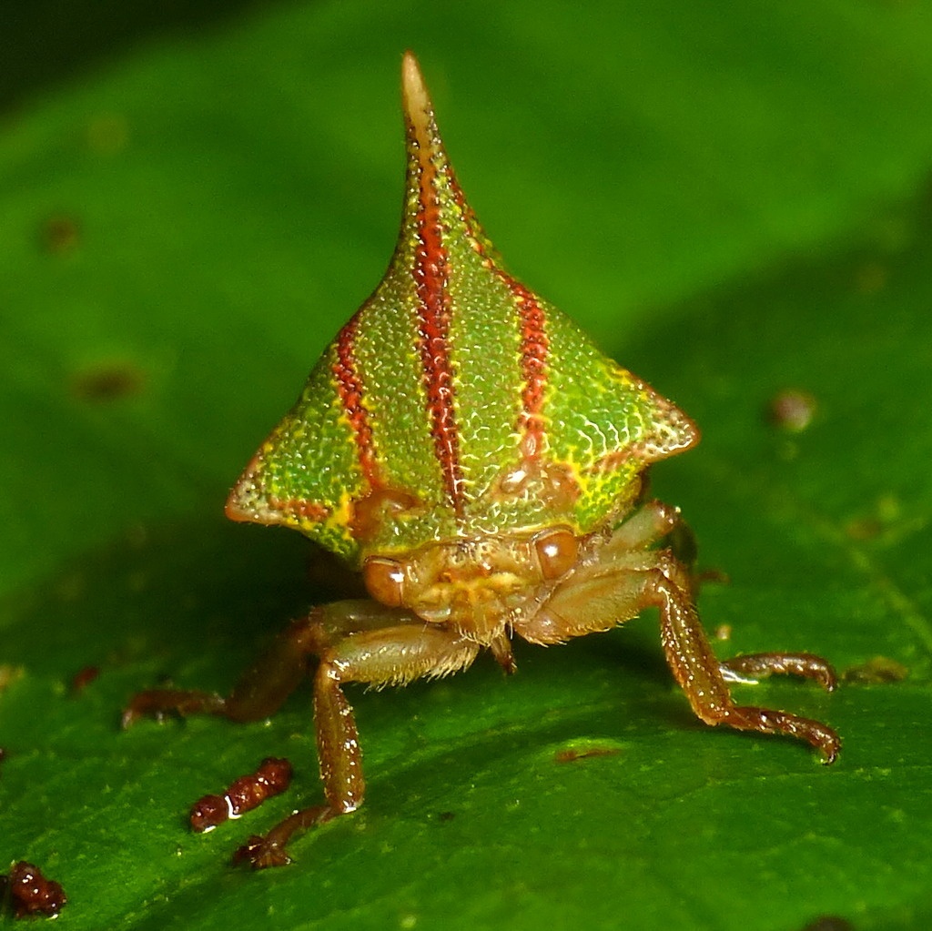 Umbonia spinosa