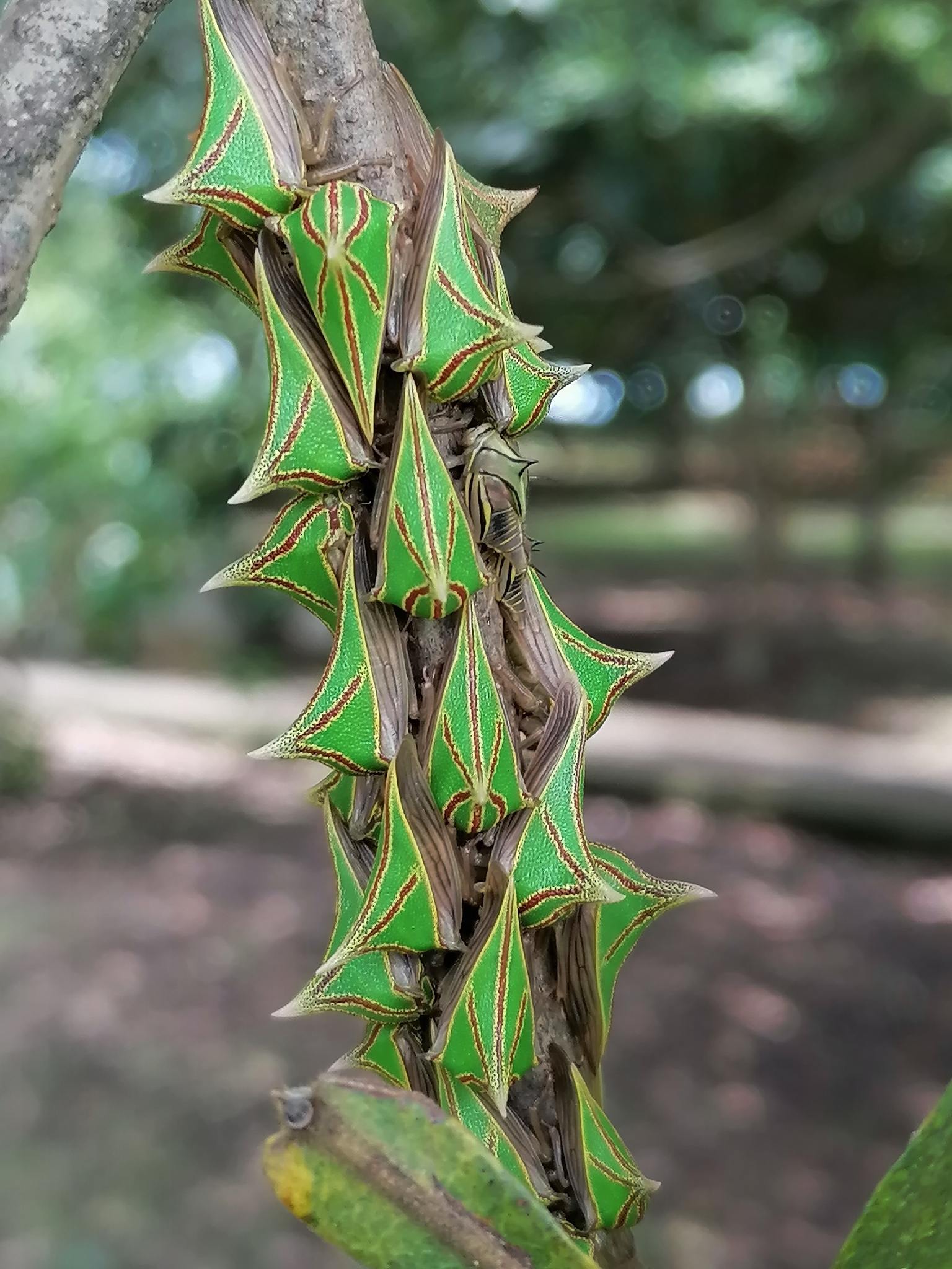 Umbonia spinosa