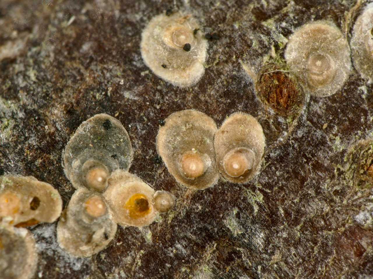 Diaspidiotus ostreaeformis