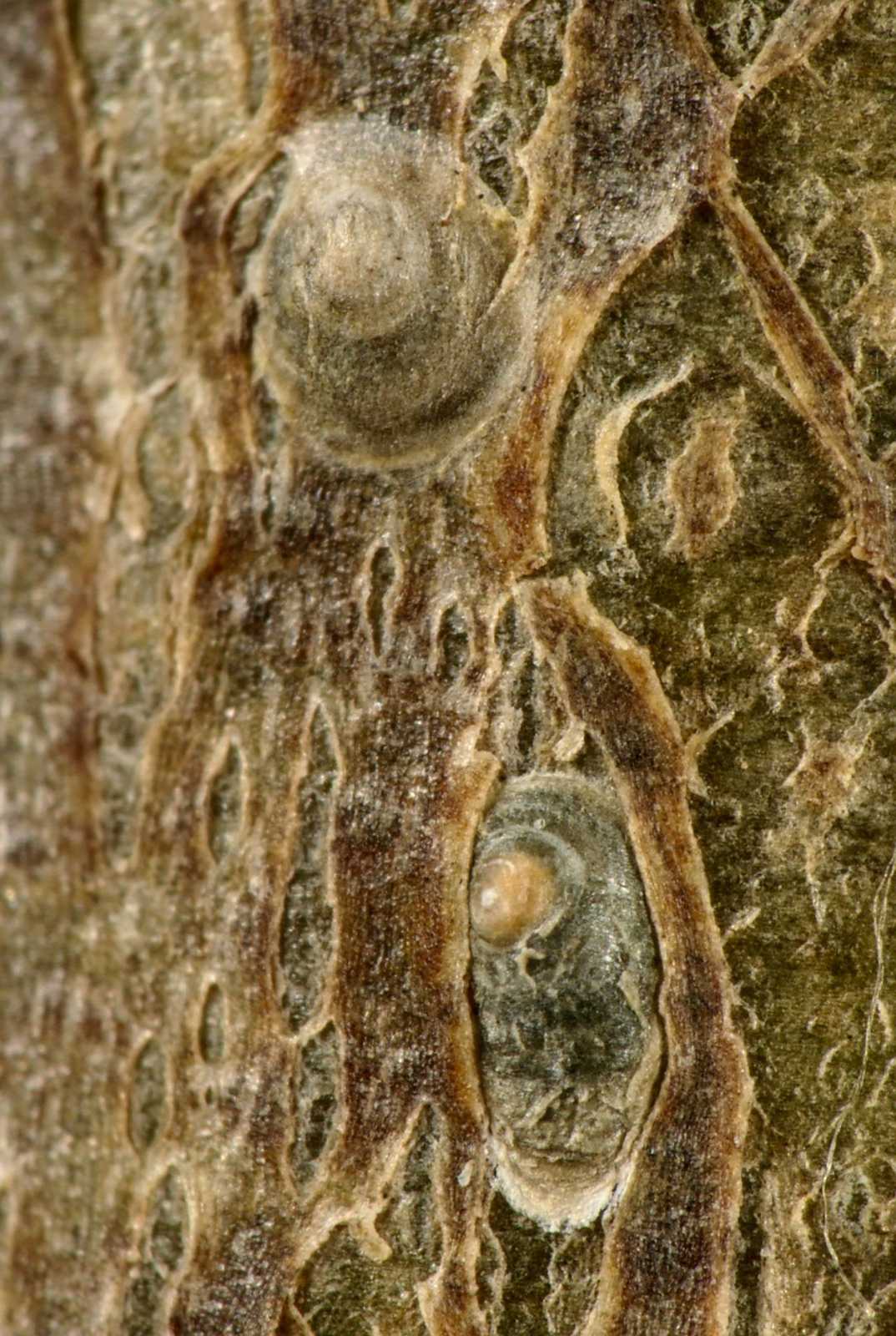 Diaspidiotus ostreaeformis