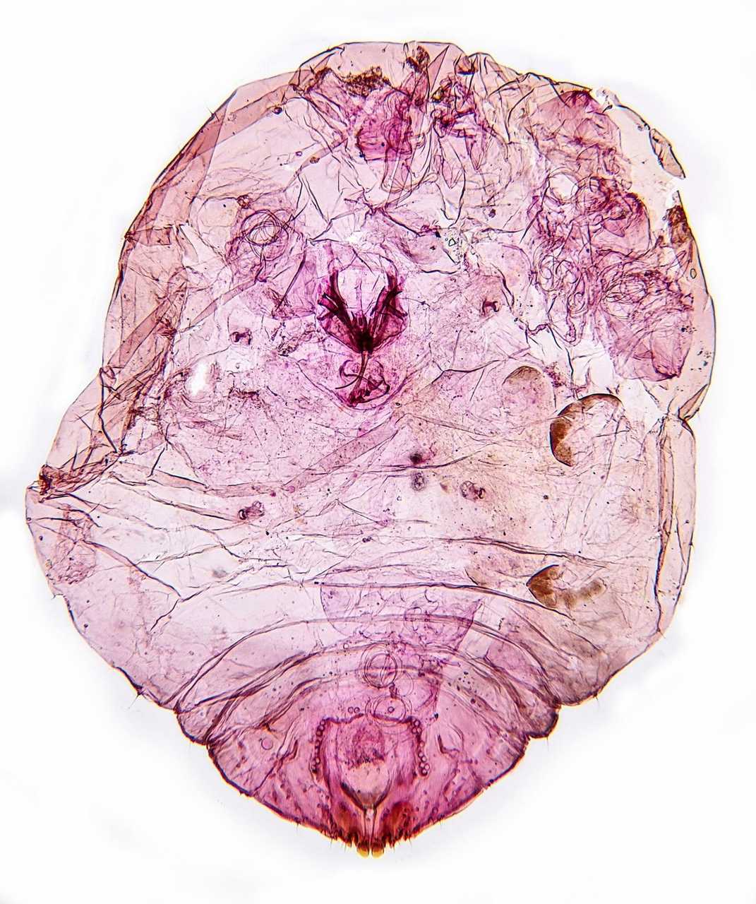 Diaspidiotus ostreaeformis