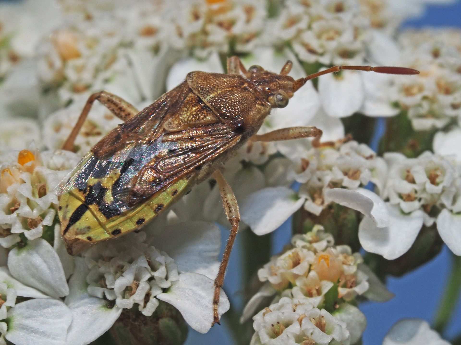 Stictopleurus abutilon