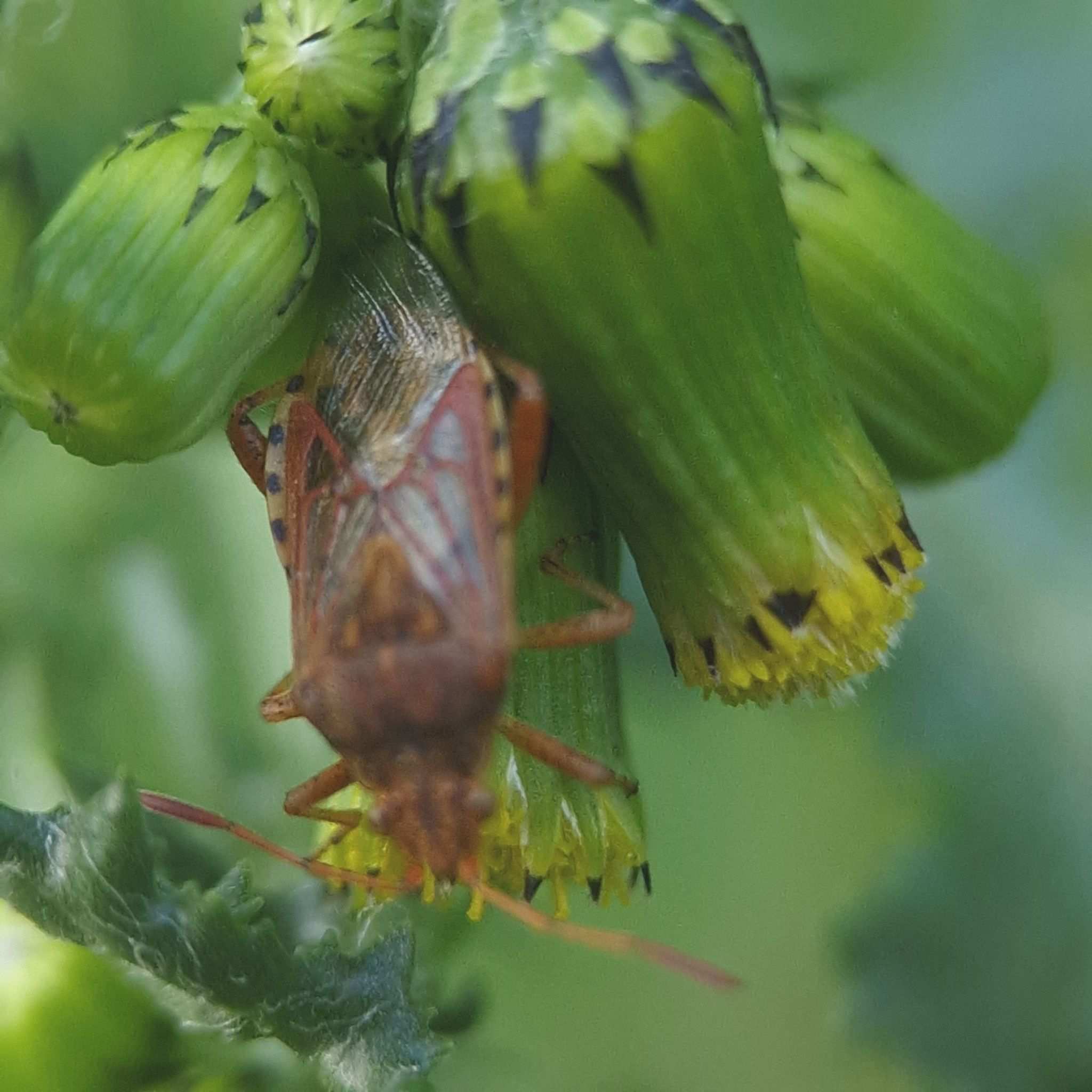 Stictopleurus abutilon