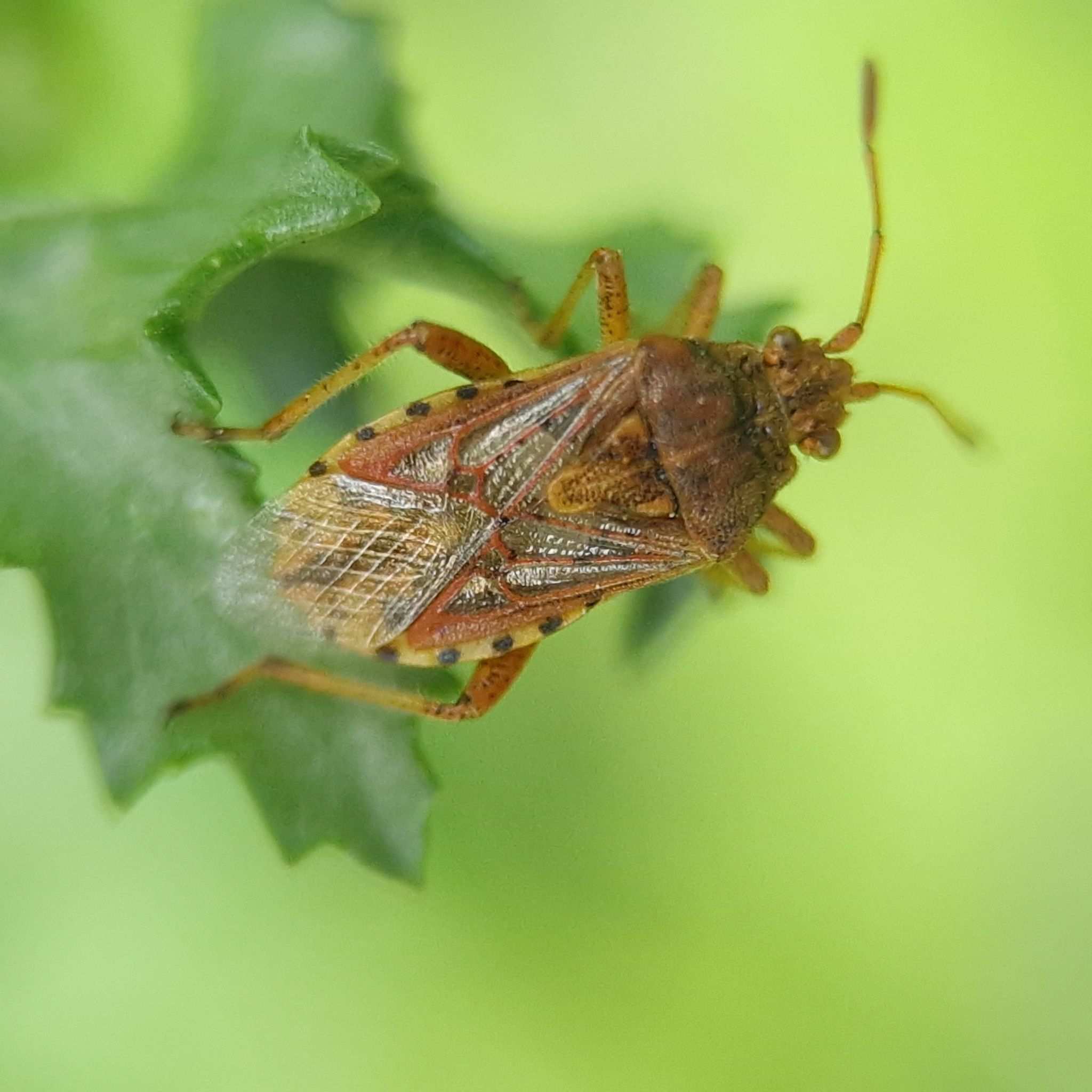 Stictopleurus abutilon