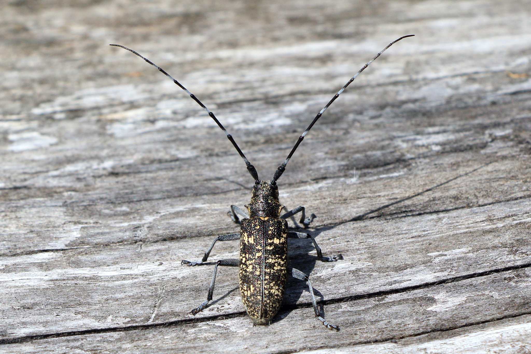 Monochamus sutor