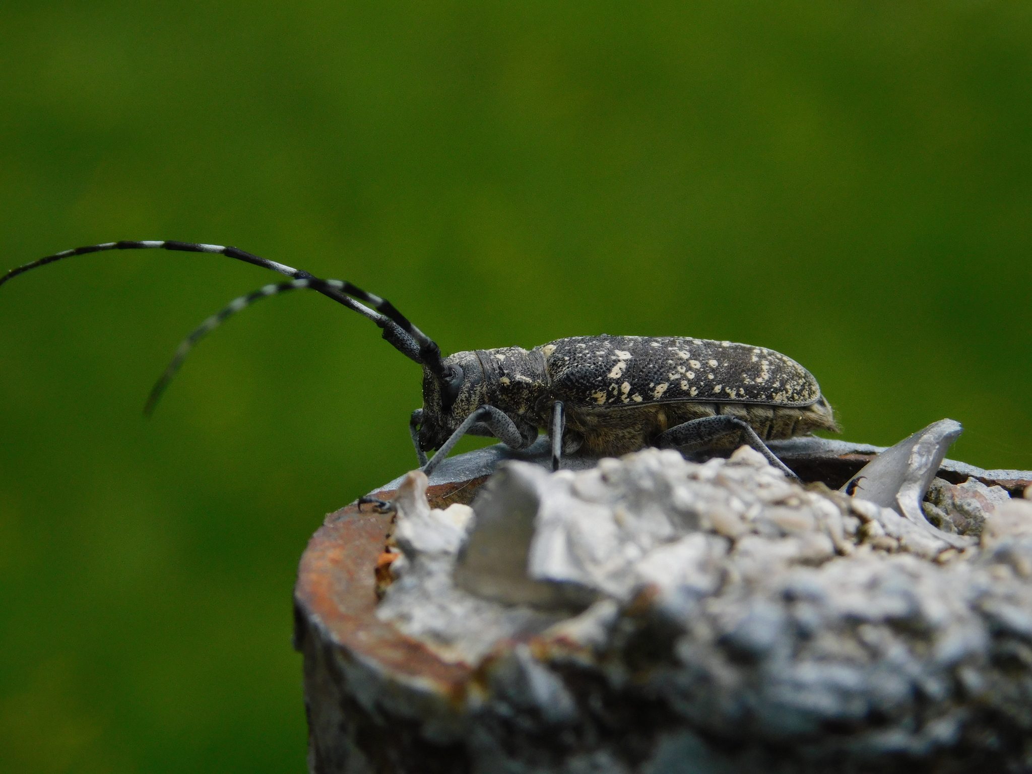 Monochamus sutor