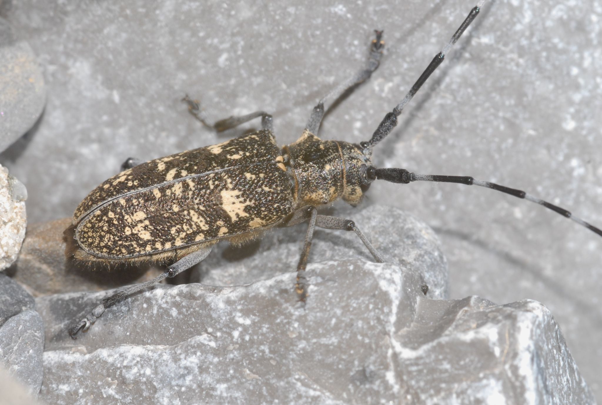 Monochamus sutor