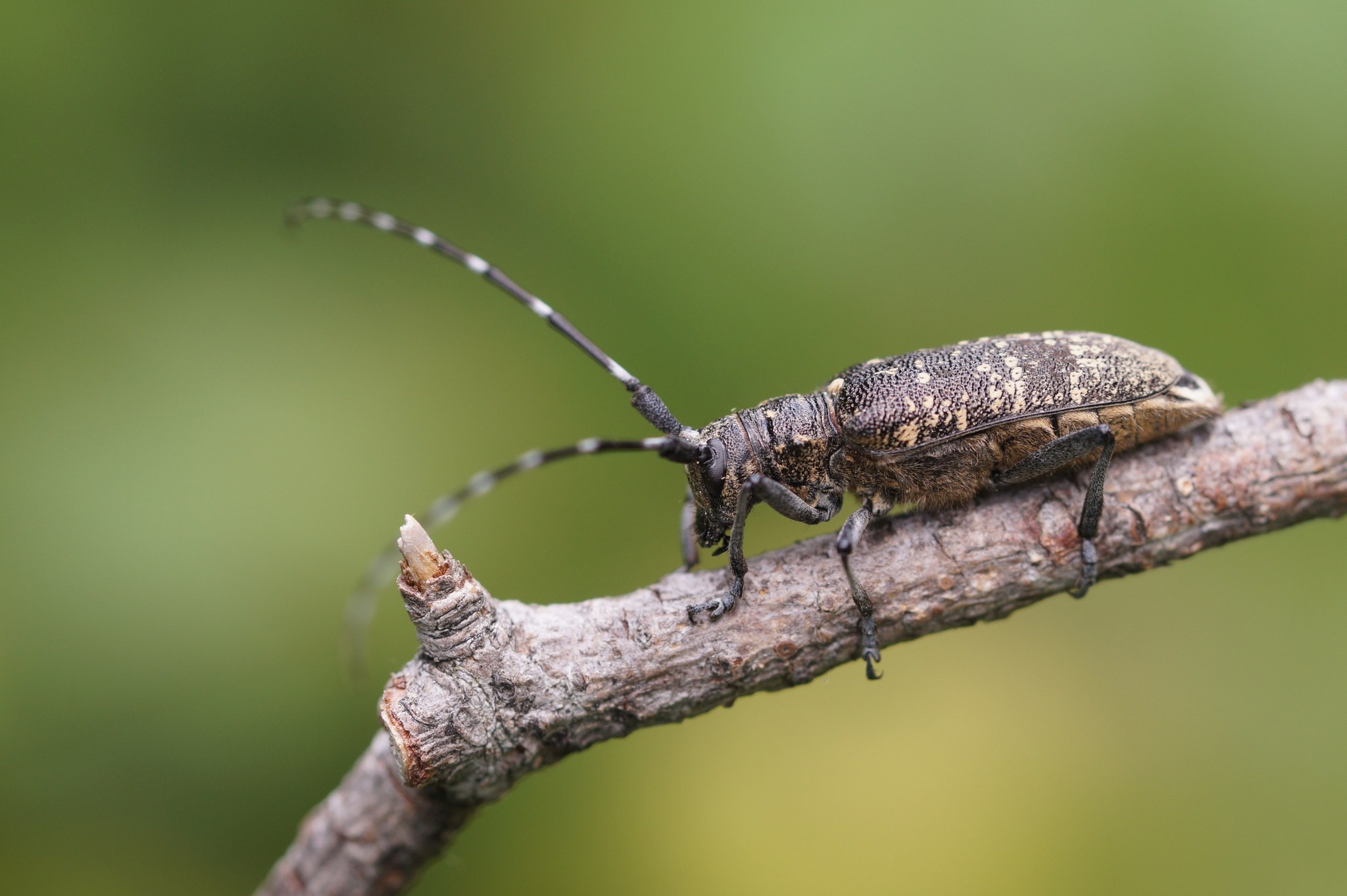 Monochamus sutor