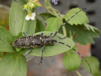 Monochamus sutor