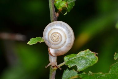 Monacha cartusiana